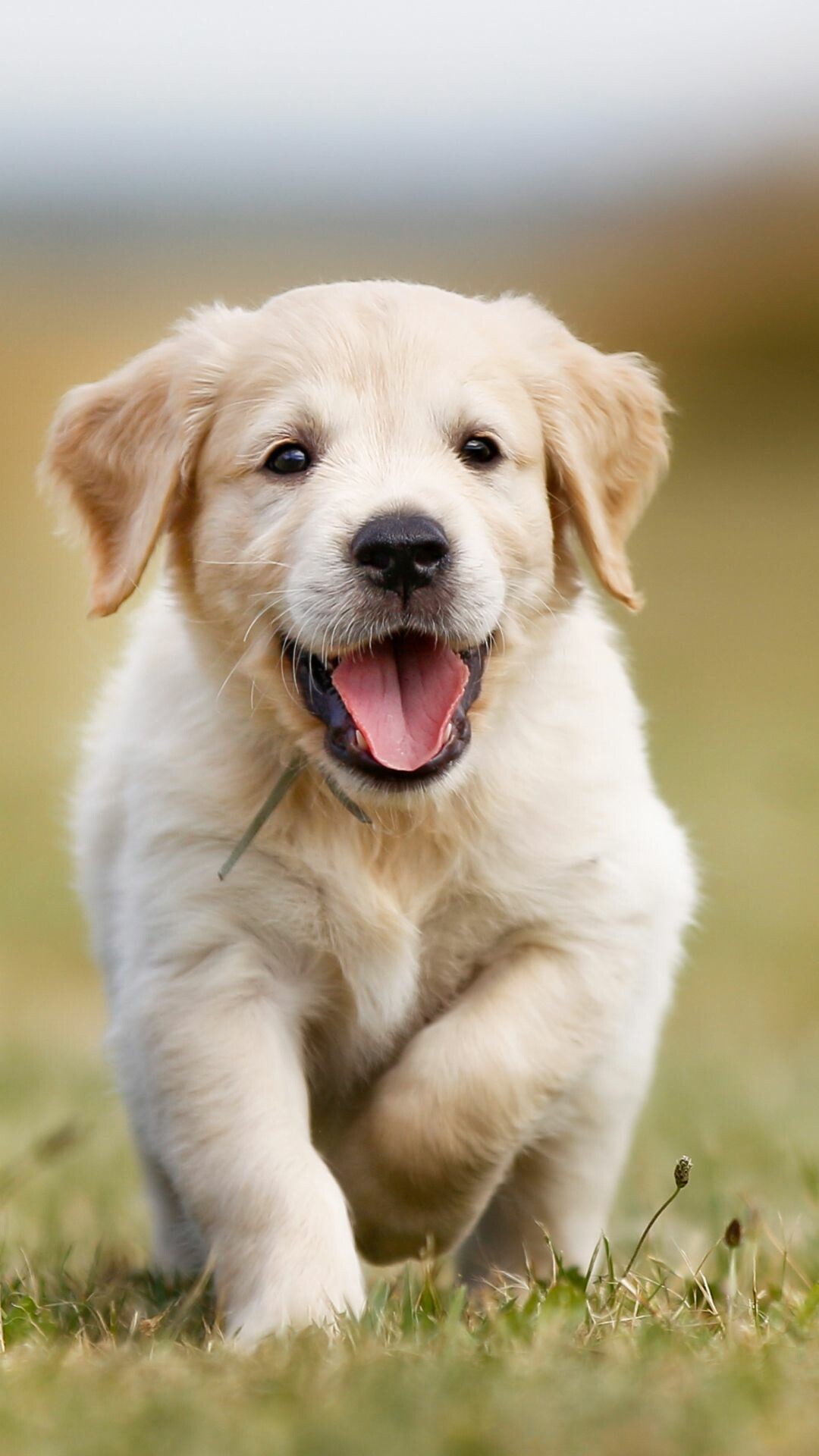 Golden retriever puppies, Energetic playmates, Lovable and cute, Playful, 1080x1920 Full HD Phone