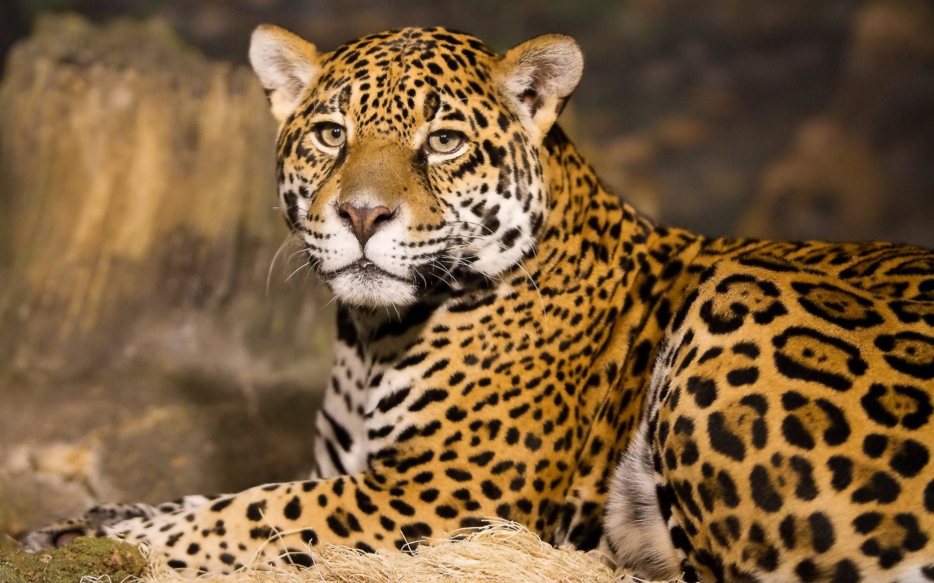 Jaguar, Leopards Wallpaper, 1920x1200 HD Desktop