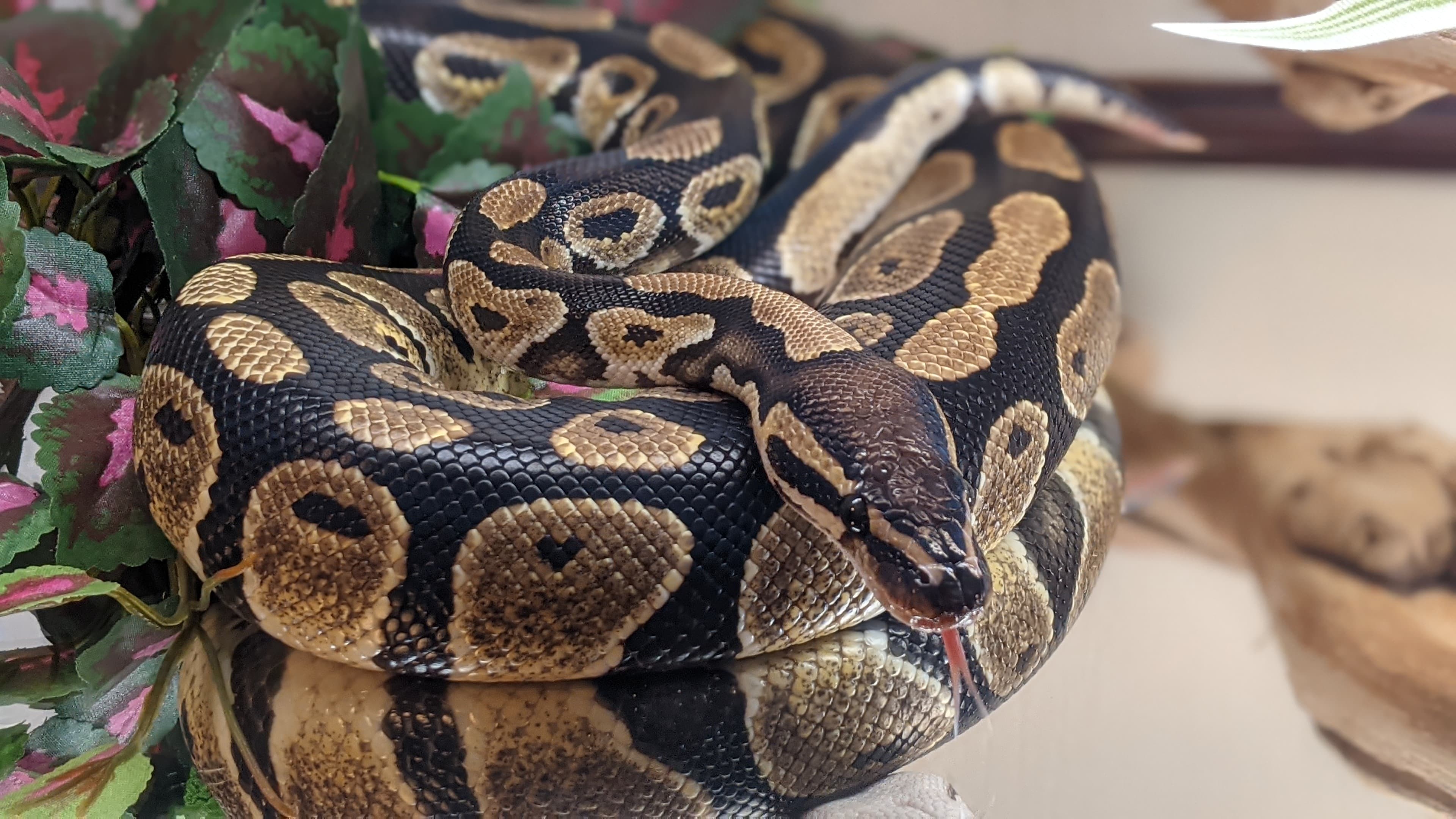 Python spirit, Enchi morph, Reptile community, Surrendered ownership, 3840x2160 4K Desktop