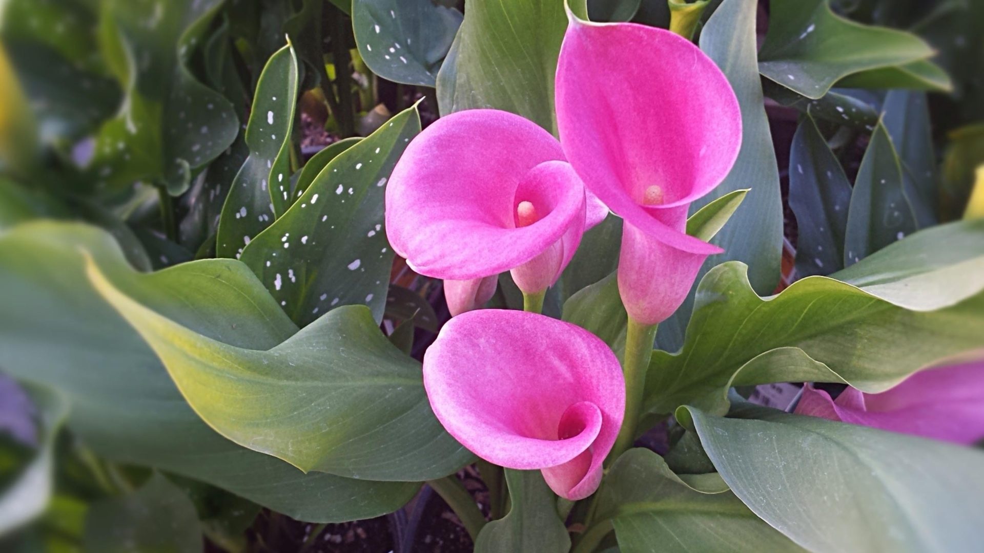 Calla Lily, Decorative plants, Zantedeschia aethiopica, Pink flowers, 1920x1080 Full HD Desktop