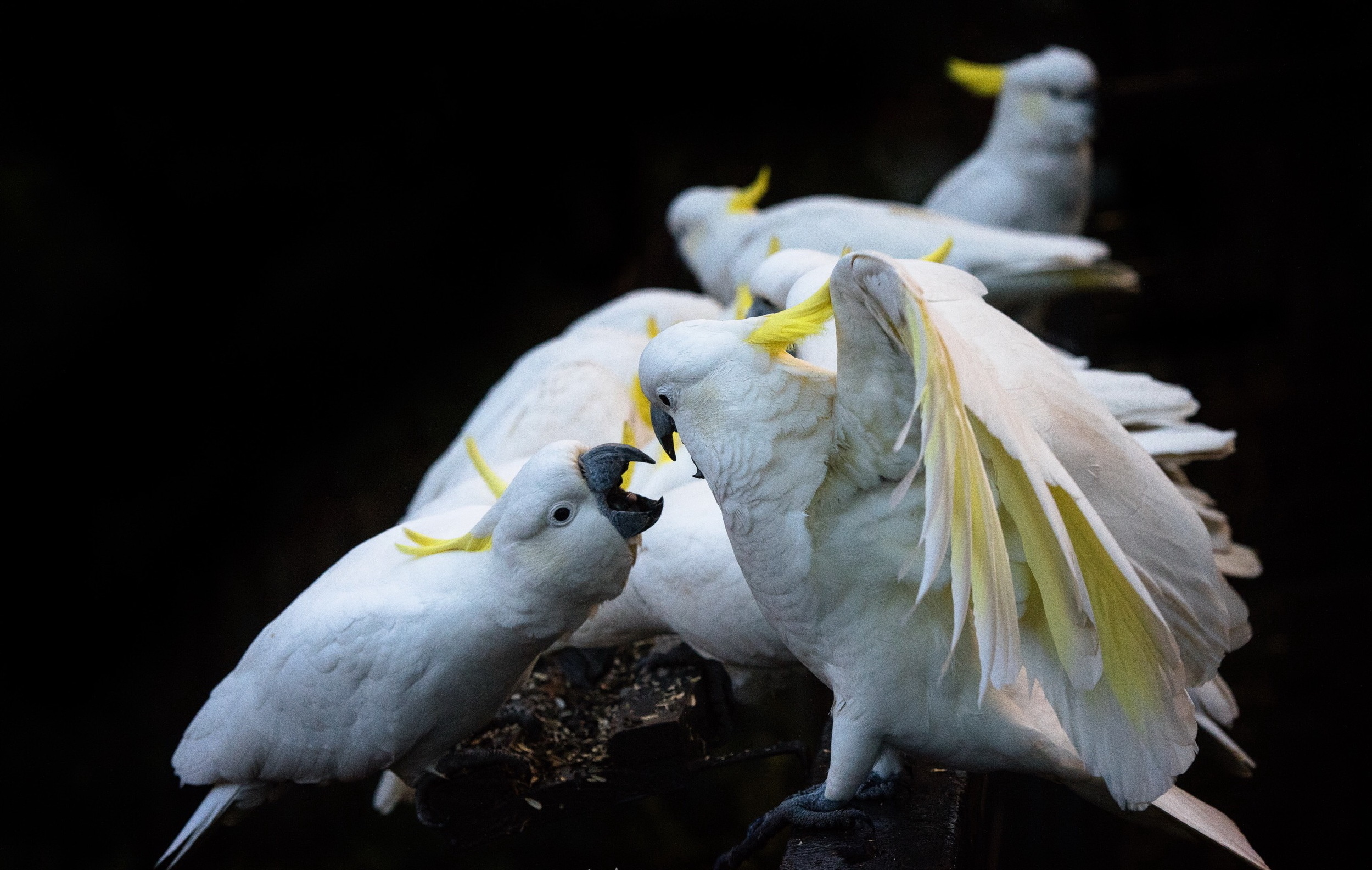 Sulfur-crested cockatoo, HD wallpapers, Stunning backgrounds, 2500x1590 HD Desktop