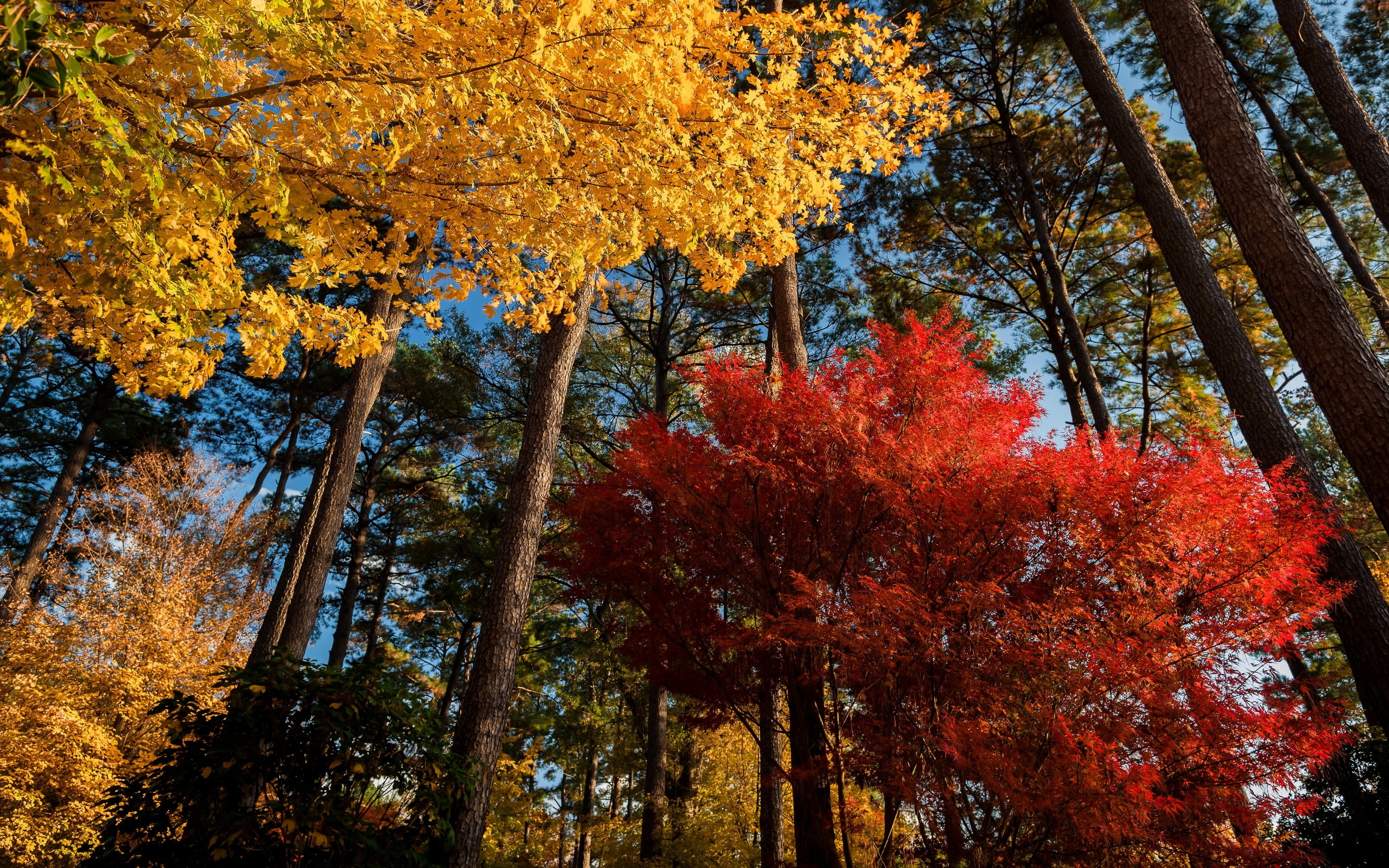 Forest, Maple Tree Wallpaper, 3000x1880 HD Desktop