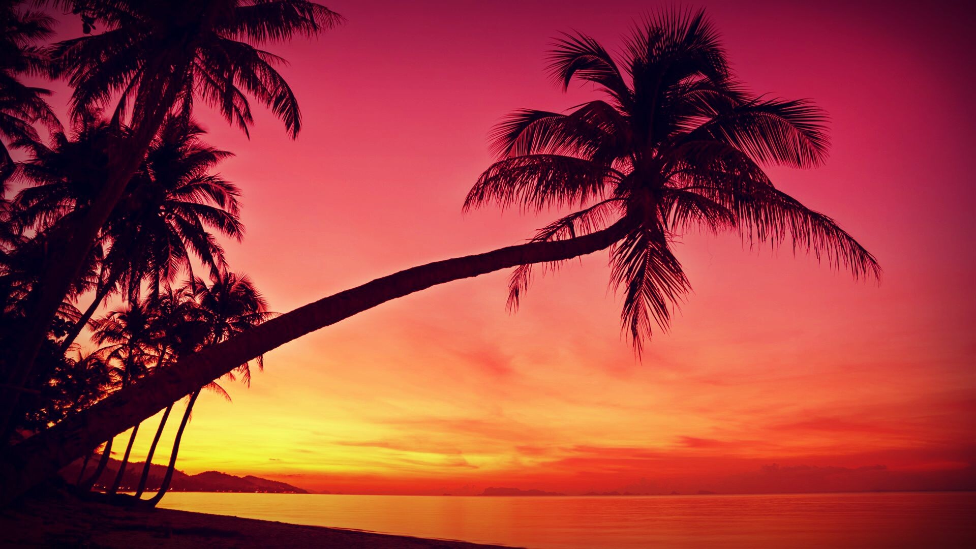 Palm Tree, Instagram-worthy scenery, Palm tree obsession, Magazine-worthy visuals, 1920x1080 Full HD Desktop