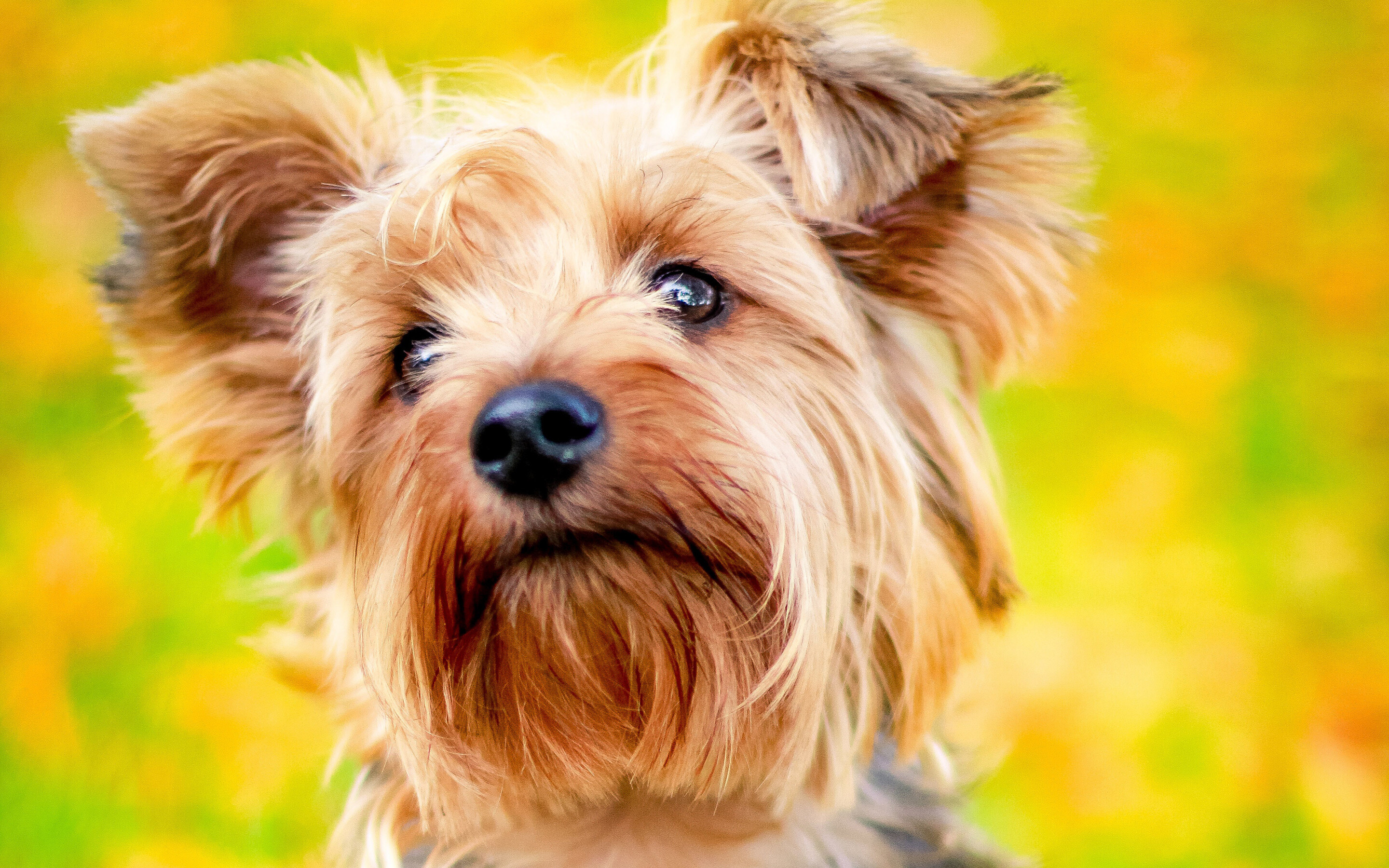 4K, Yorkie, Close up, Autumn, 2880x1800 HD Desktop