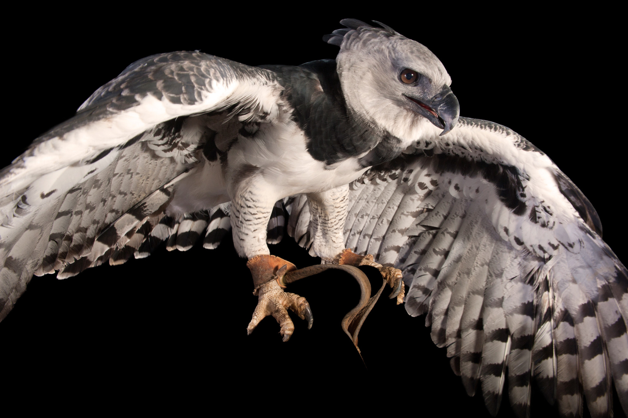 Wings, Harpy Eagle Wallpaper, 2000x1340 HD Desktop