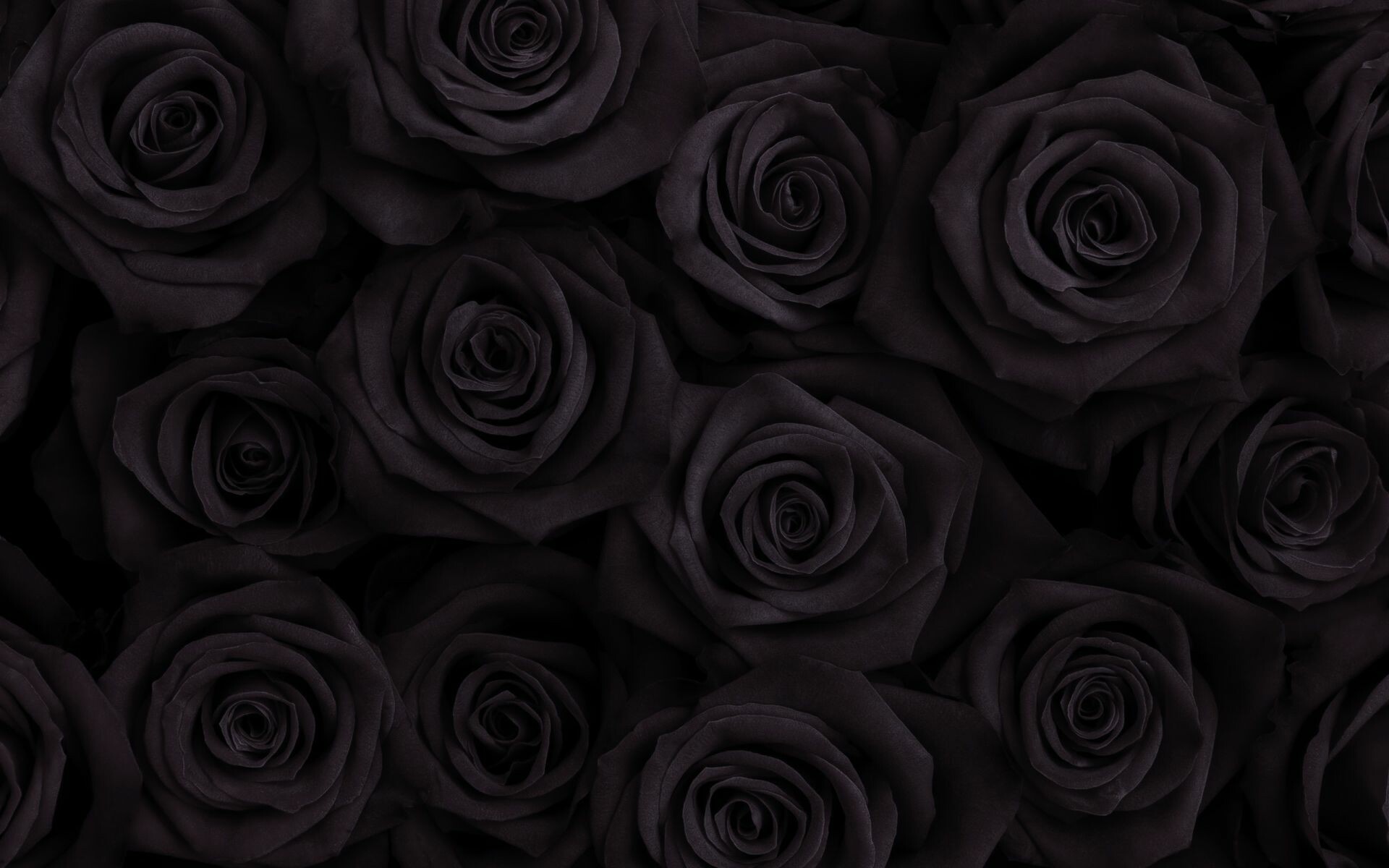 Black rose wallpapers, Nature, 1920x1200 HD Desktop