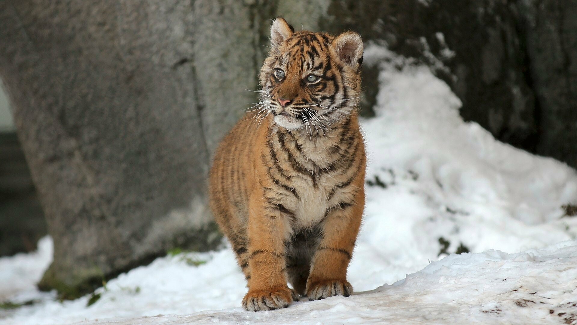 Tiger cub in snow, HD wallpaper, Background image, 1920x1080 Full HD Desktop