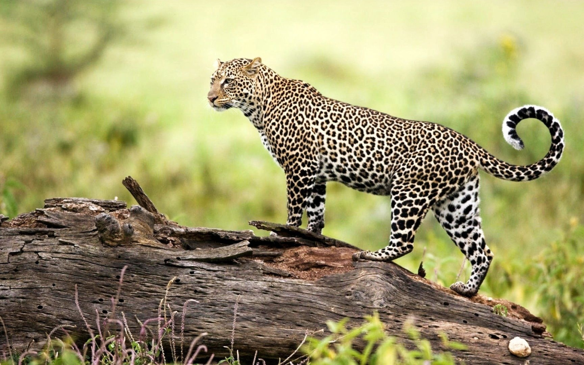 African leopard, Wild Animals Wallpaper, 1920x1200 HD Desktop