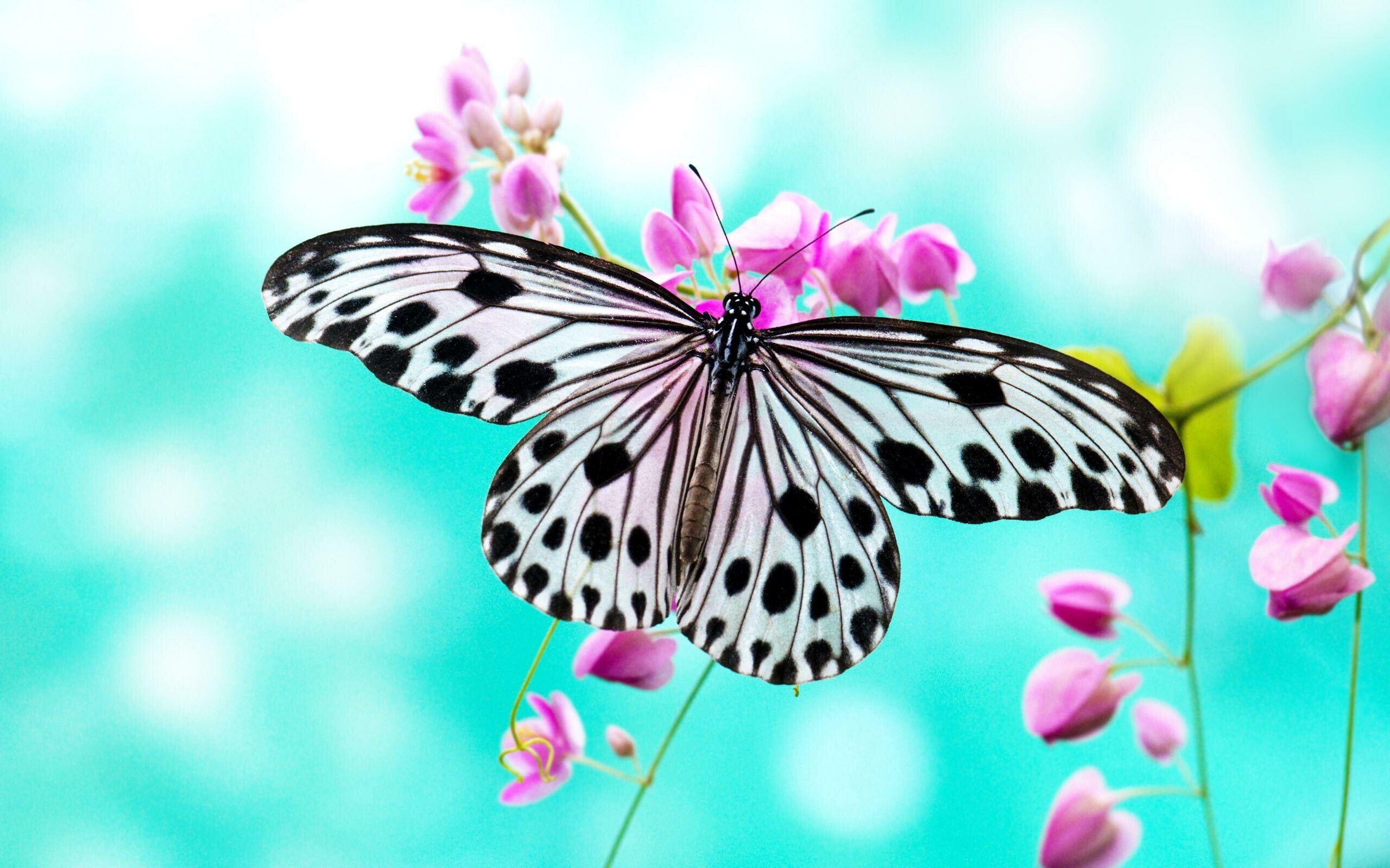 Ideopsis gaura, Butterflies Wallpaper, 2560x1600 HD Desktop