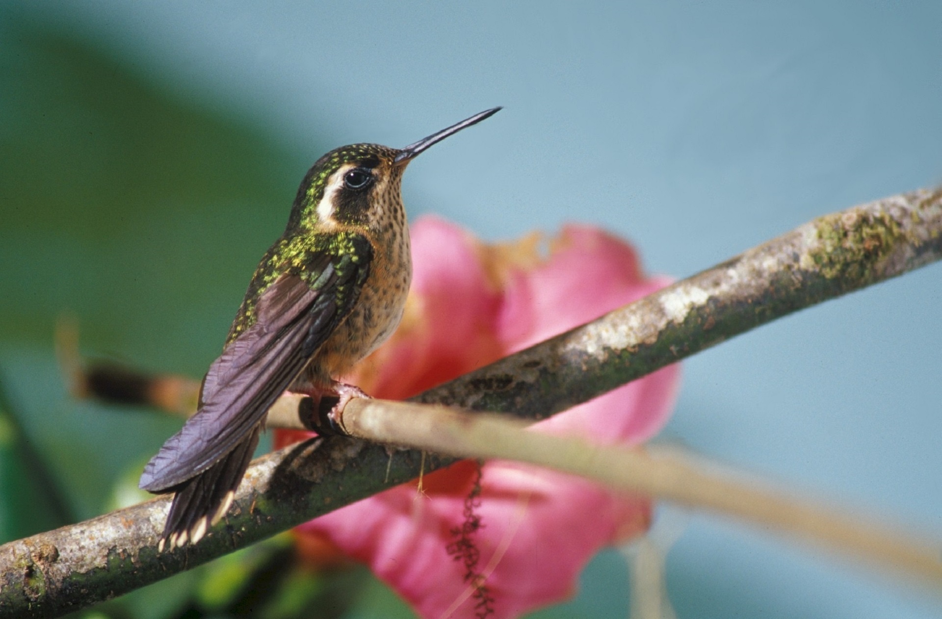 Speckled, Hummingbirds Wallpaper, 1920x1270 HD Desktop