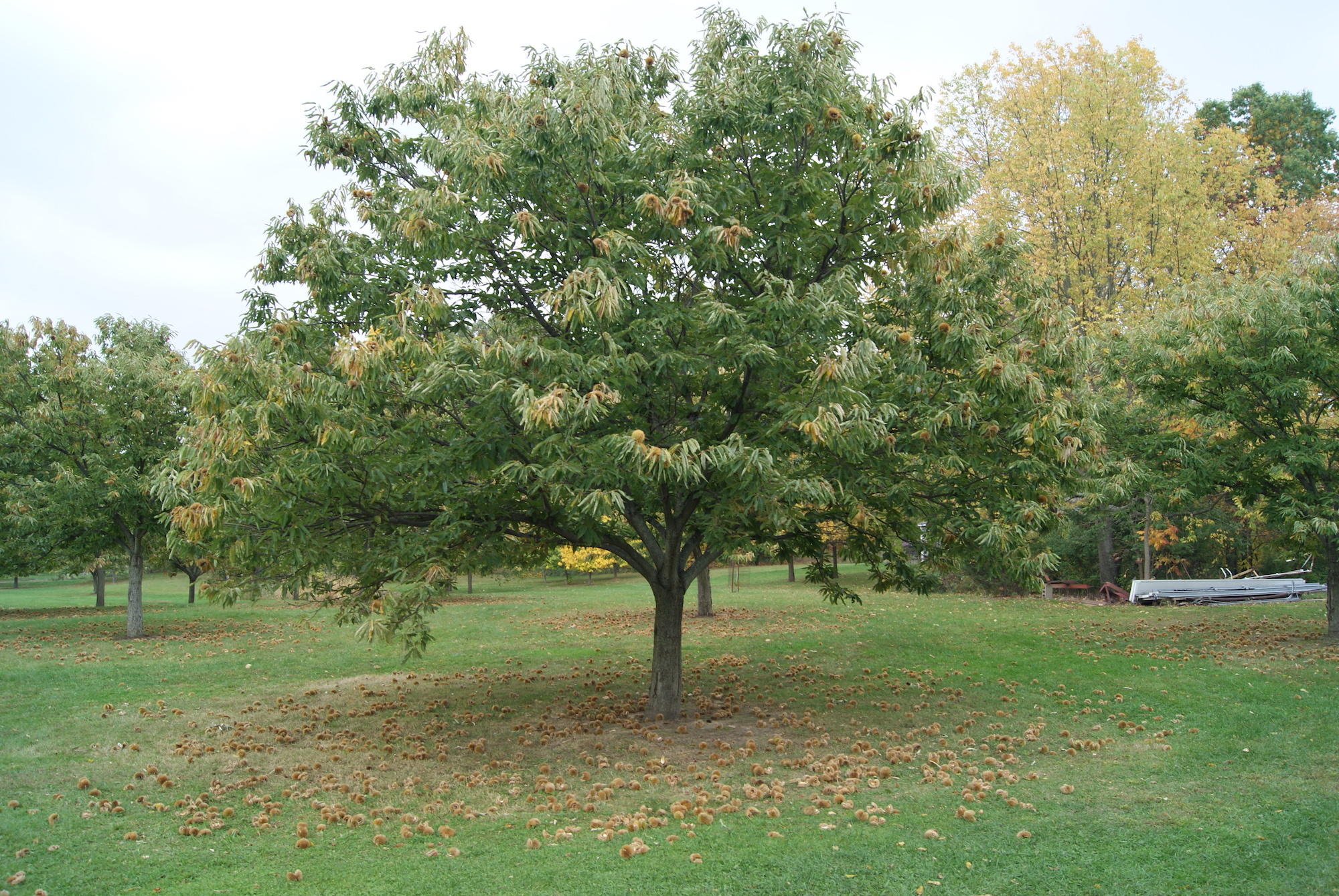 Chestnut Tree, Legendary history, Future predictions, Detroit's perspective, 2000x1340 HD Desktop