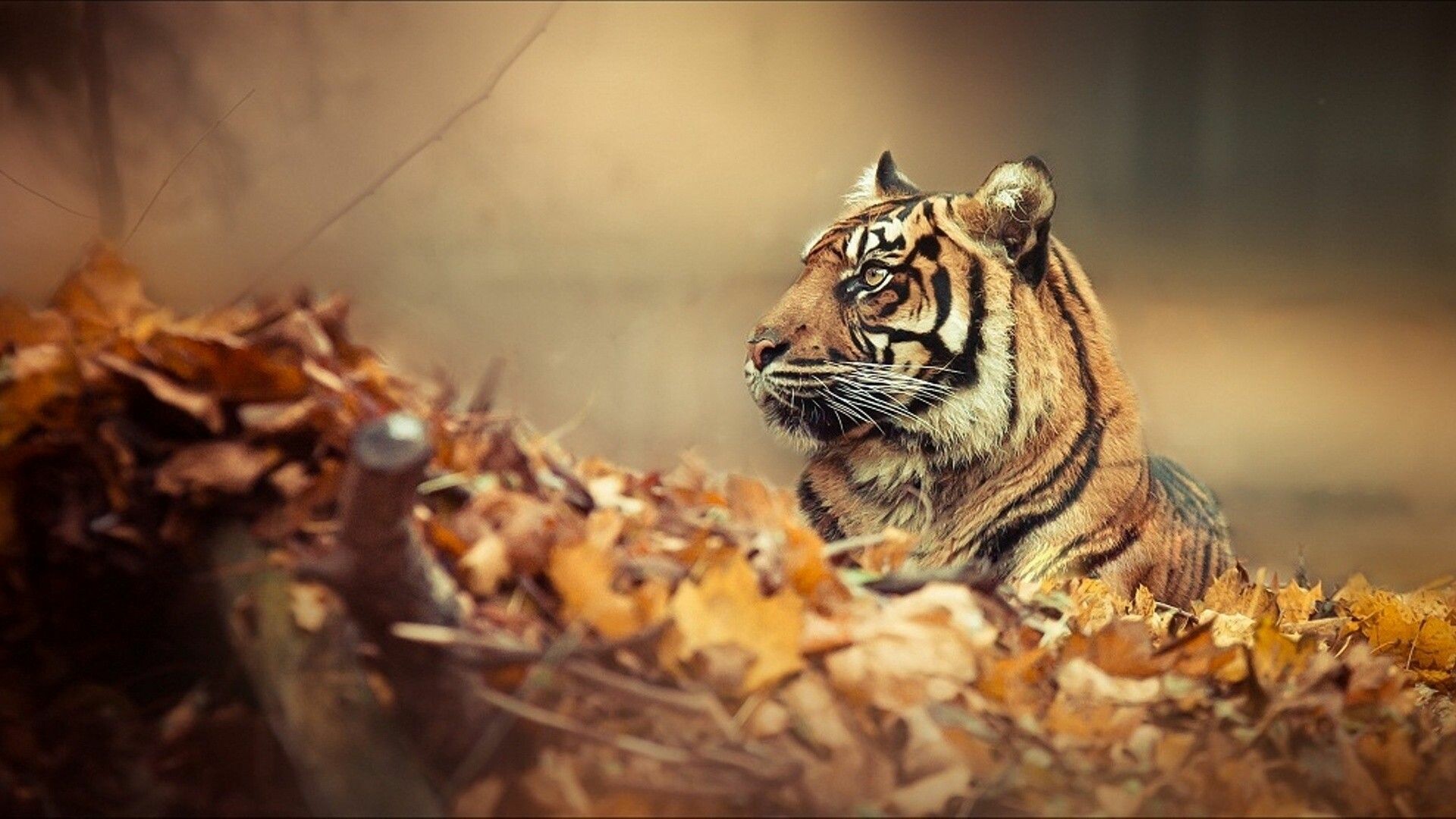 Mac tiger wallpapers, Captivating tiger, Striking animal, Stunning imagery, 1920x1080 Full HD Desktop