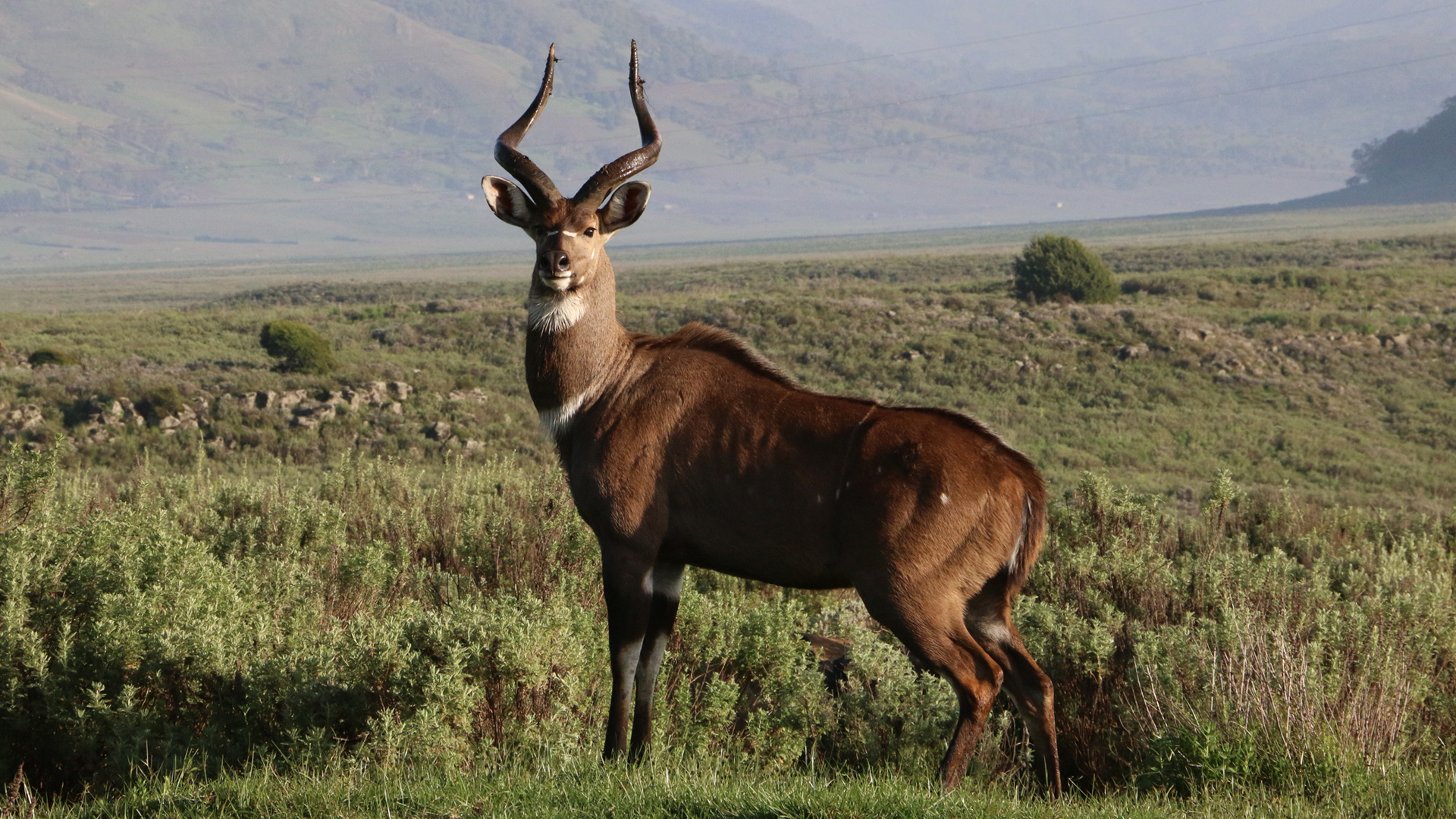 Bale Mountains National Park, Mountain nyala, Conservation, 1920x1080 Full HD Desktop