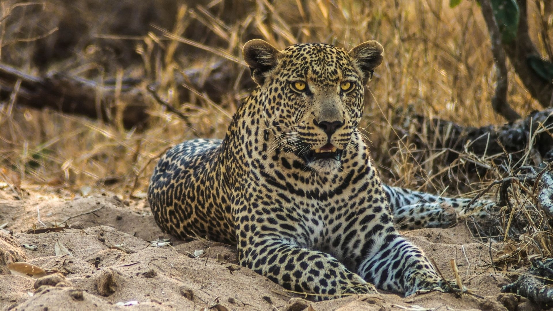 Leopard, Wallpaper leopard, Big cat, Spotted anger, 1920x1080 Full HD Desktop