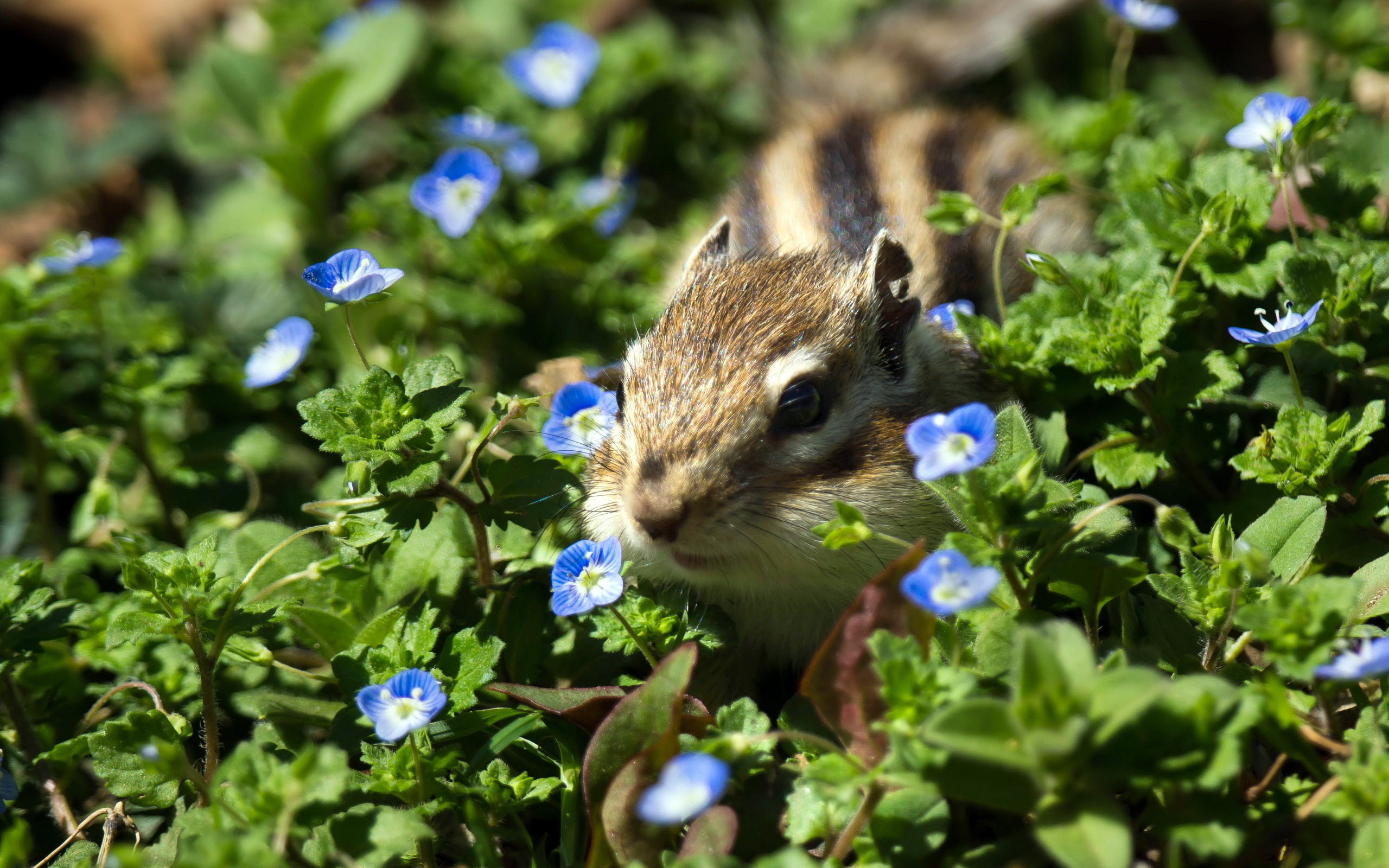 Chipmunk, Furry cutie, HD wallpaper, Nature's marvel, 2560x1600 HD Desktop