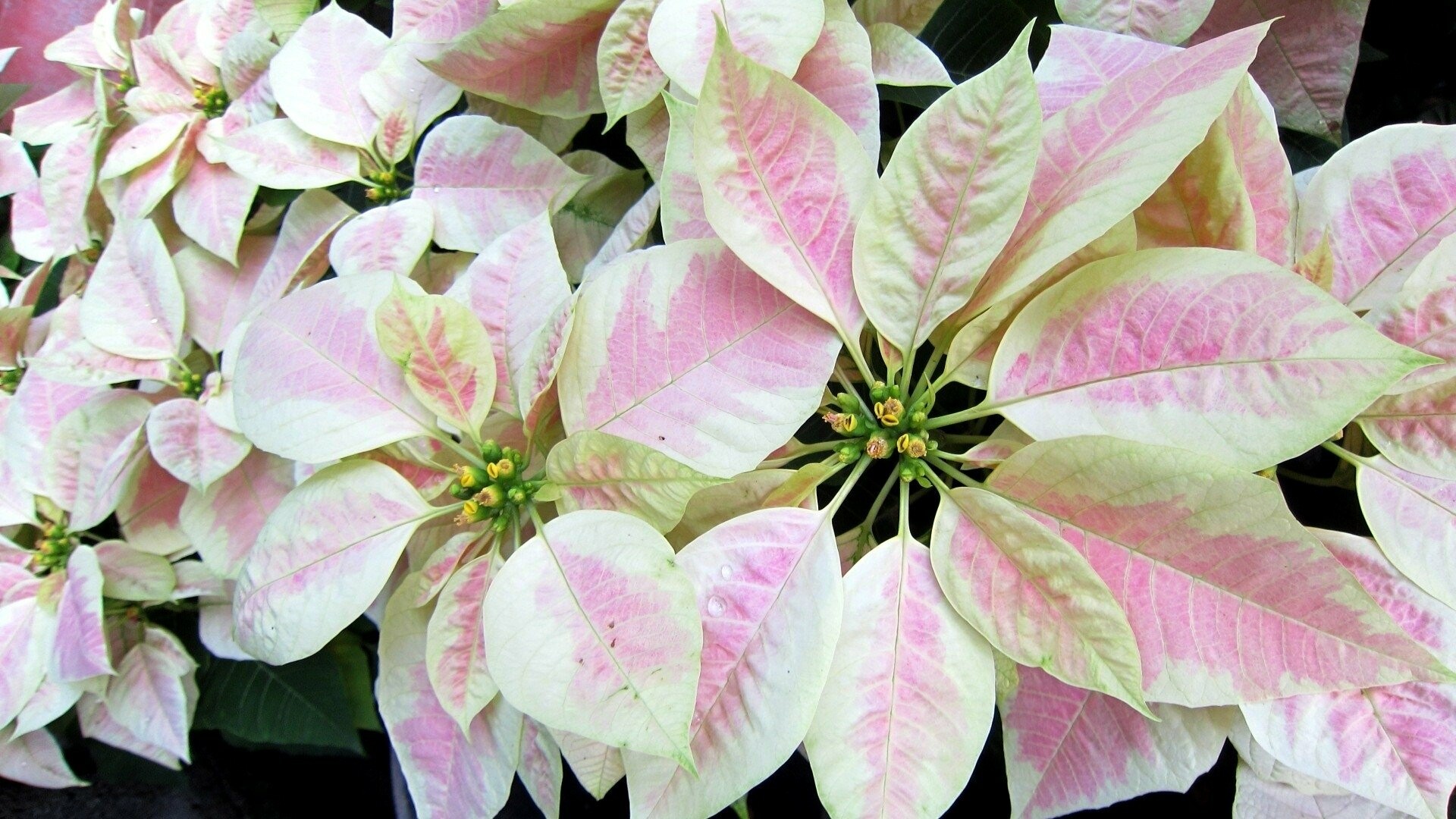 Pink, Poinsettia Wallpaper, 1920x1080 Full HD Desktop