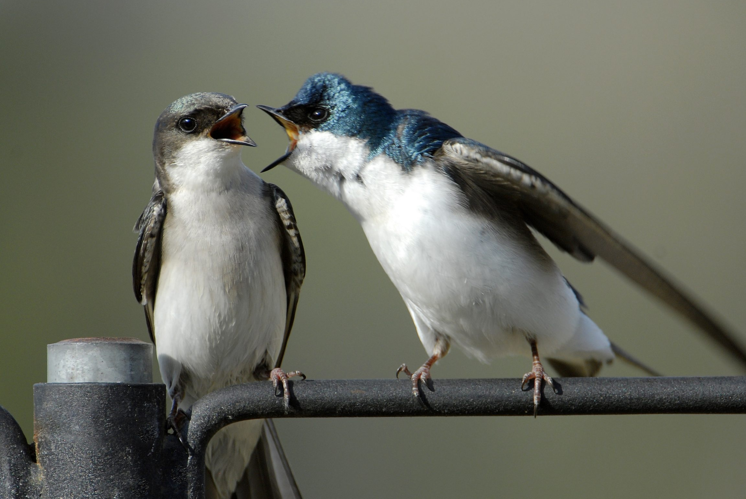 Couple, Swallow Wallpaper, 2560x1720 HD Desktop