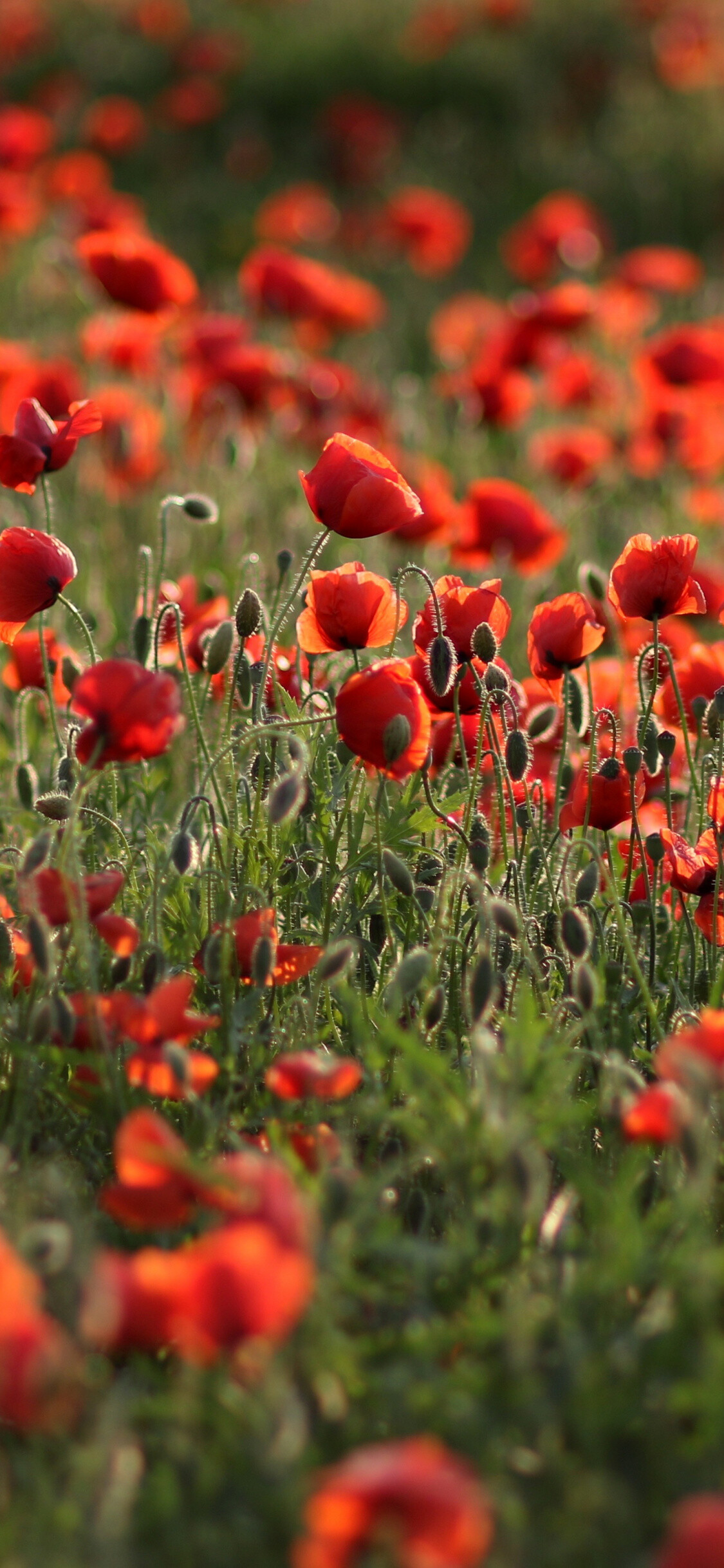 Meadow flowers poppy, Beautiful wallpaper image, Picturesque scene, Nature's grace, 1130x2440 HD Phone