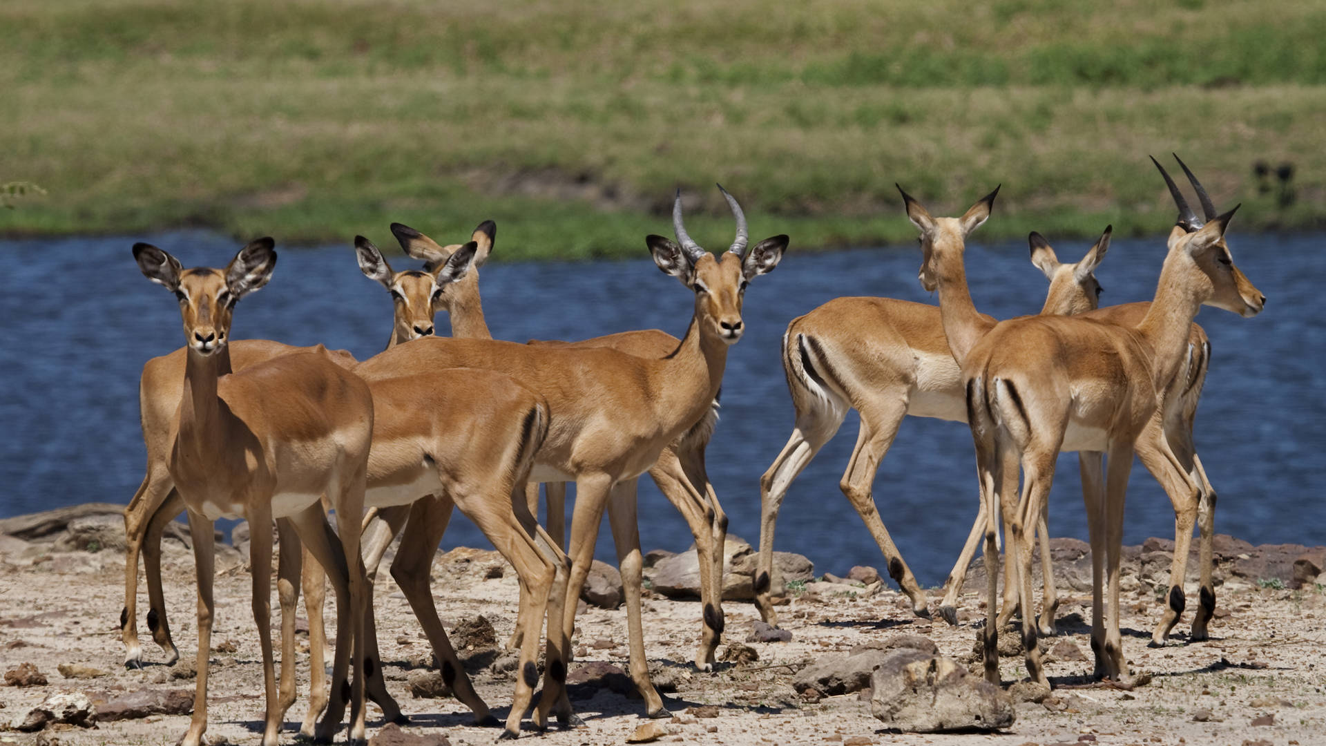 Etosha National Park, Namibia Botswana, Wste and Weite, Erlebnisreisen, 1920x1080 Full HD Desktop