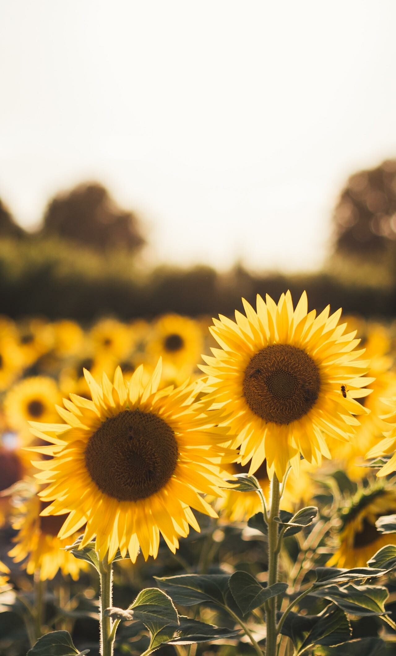 Sunflower iPhone wallpapers, Stunning photography, Nature's beauty, Vibrant yellow petals, 1280x2120 HD Phone