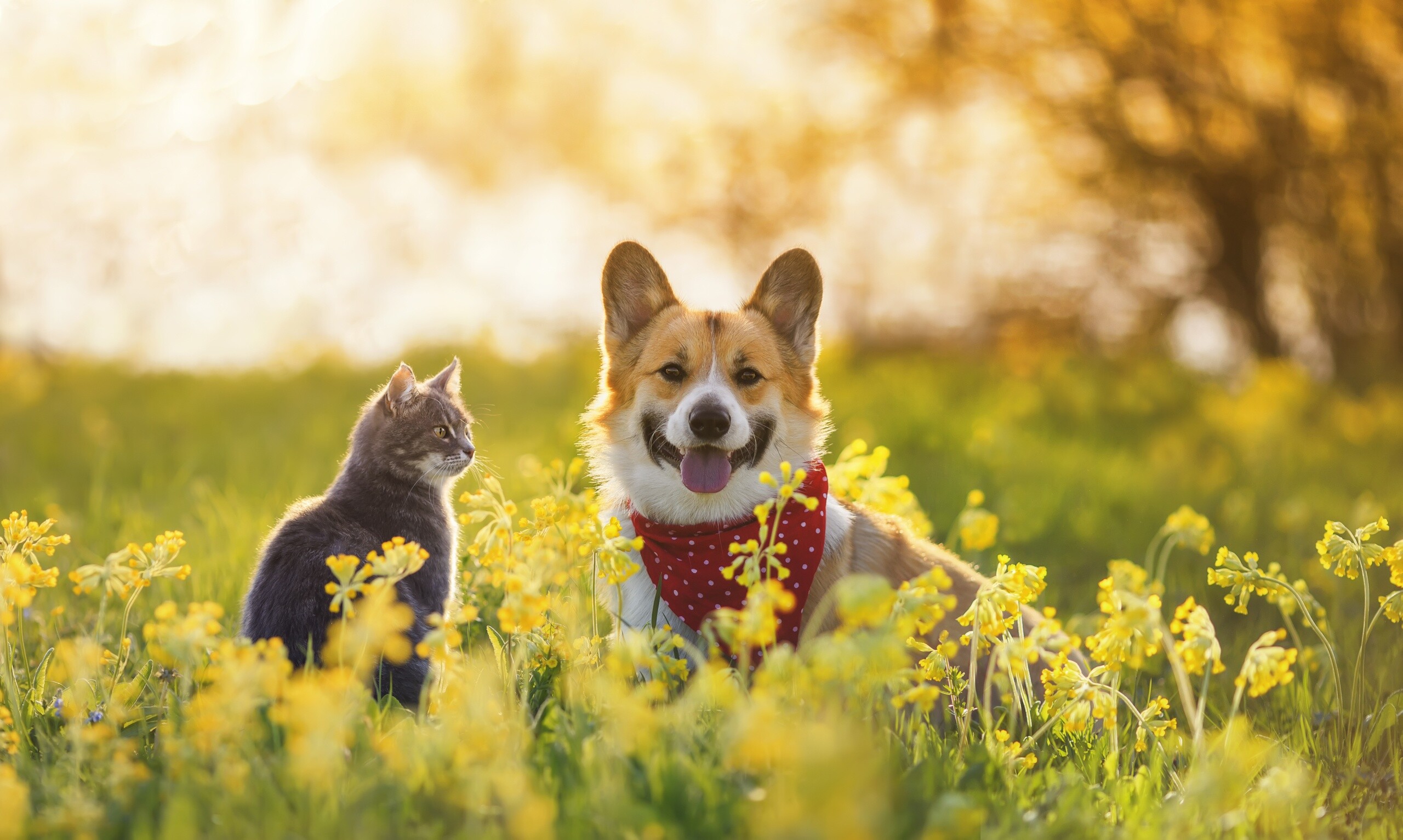 Cat, Corgis Wallpaper, 2560x1540 HD Desktop