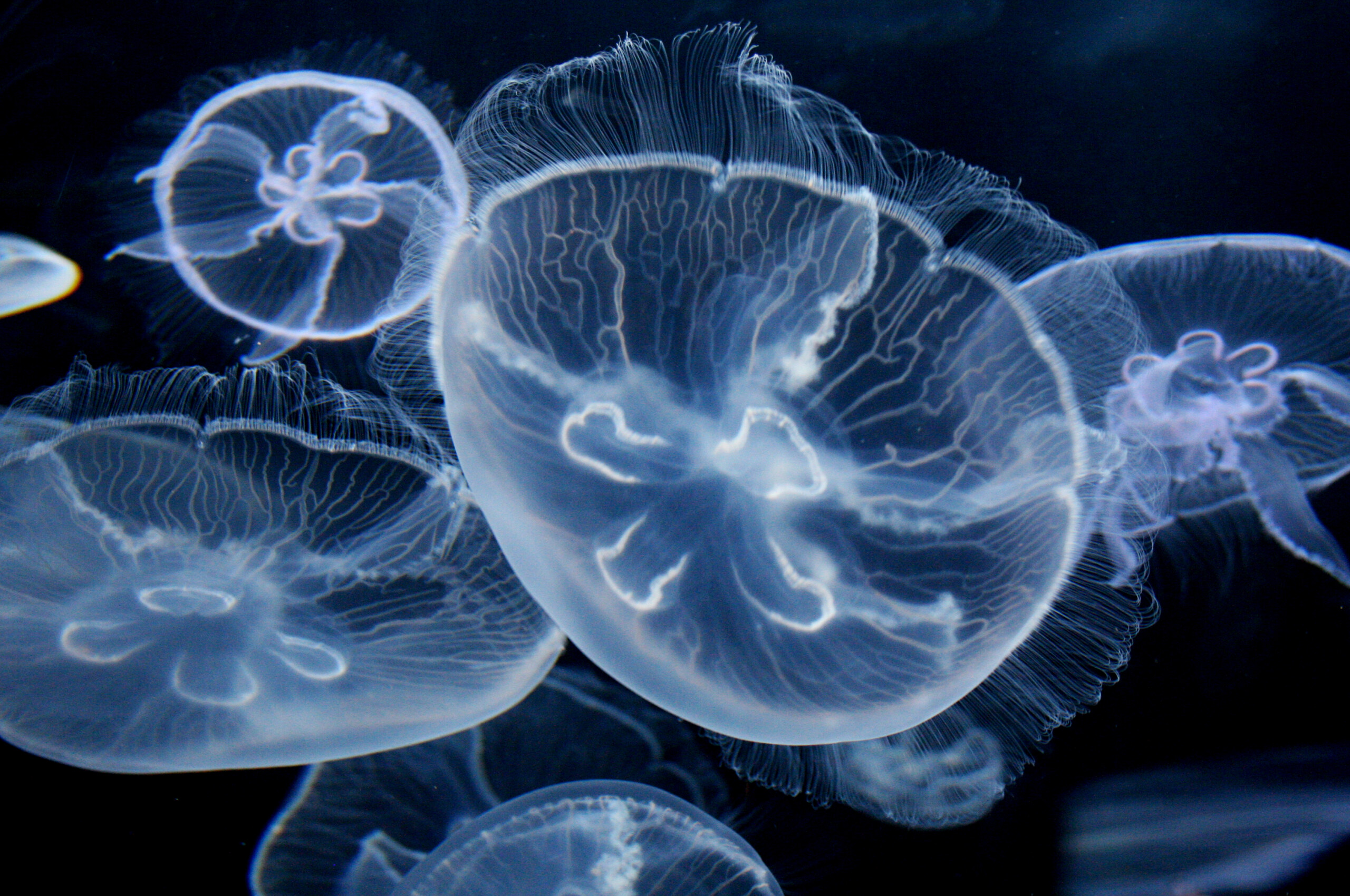 Moon jellyfish, Celestial glow, Captivating wallpaper, Jellyfish wonder, 2560x1700 HD Desktop