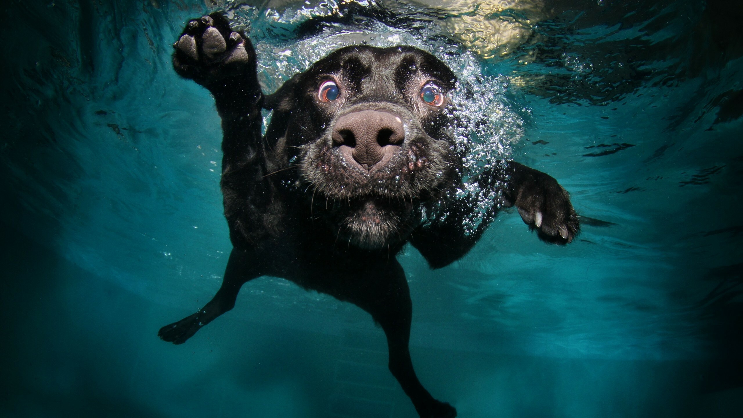 Funny puppy wallpaper, Underwater dog, 2560x1440 HD Desktop