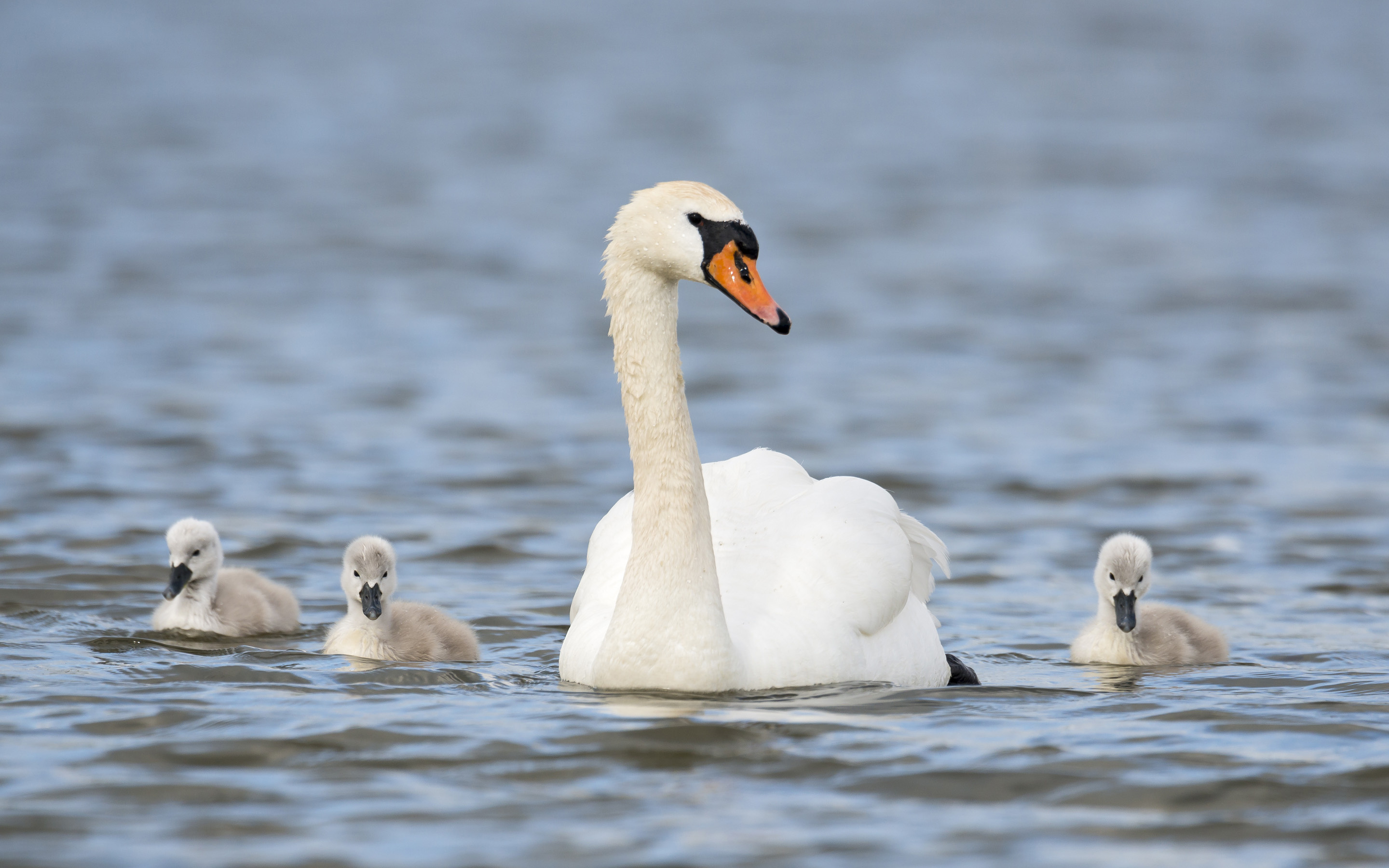 Swan, Animals, Mute swan, Wallpaper, 2880x1800 HD Desktop