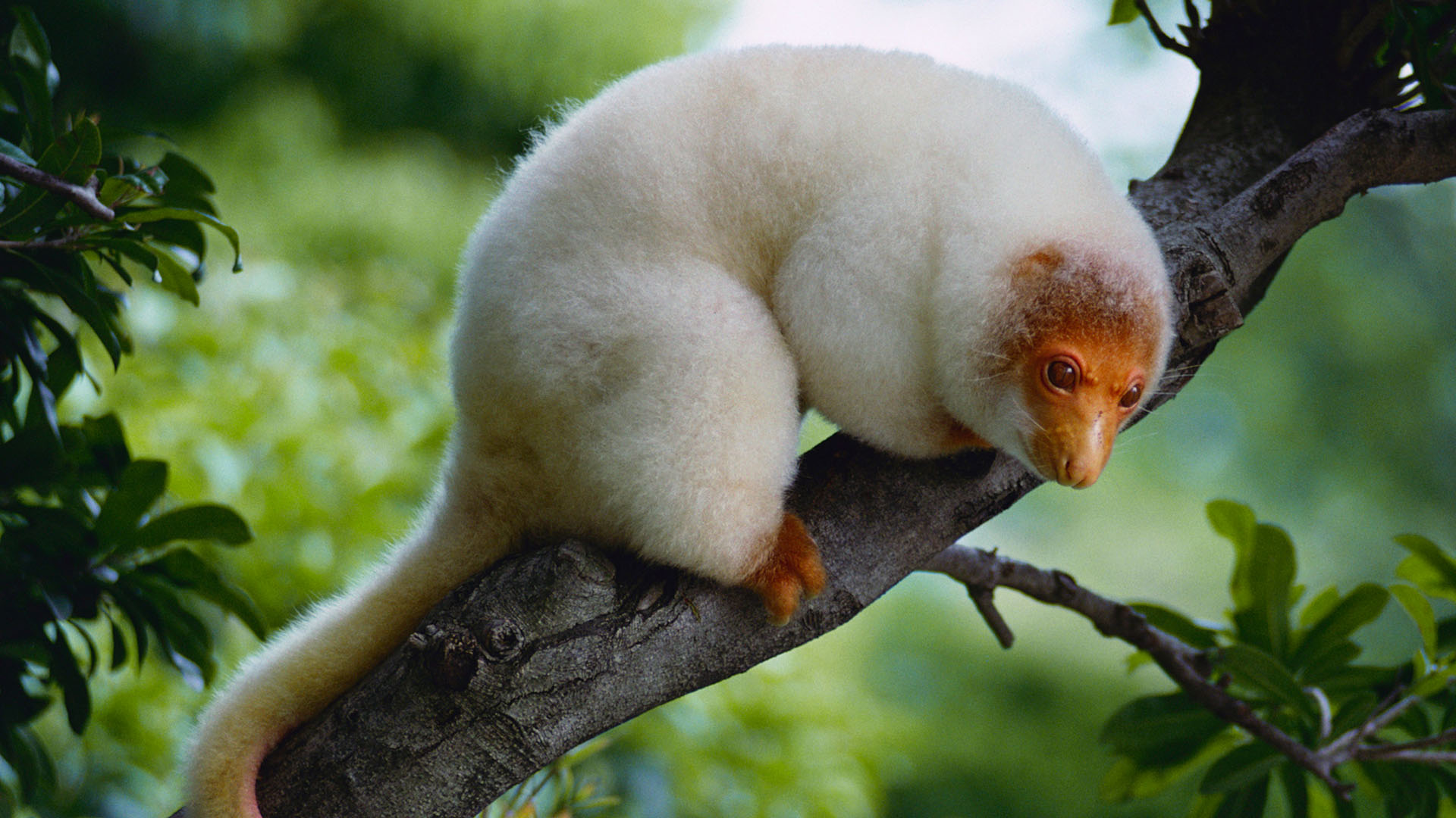 Common spotted cuscus, Cute mammal, Bing gallery, Exotic wildlife, 1920x1080 Full HD Desktop