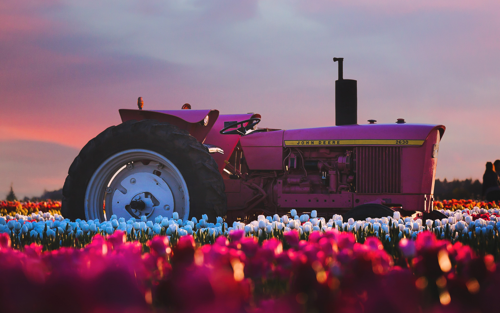 Tulips field, Farms Wallpaper, 1920x1200 HD Desktop