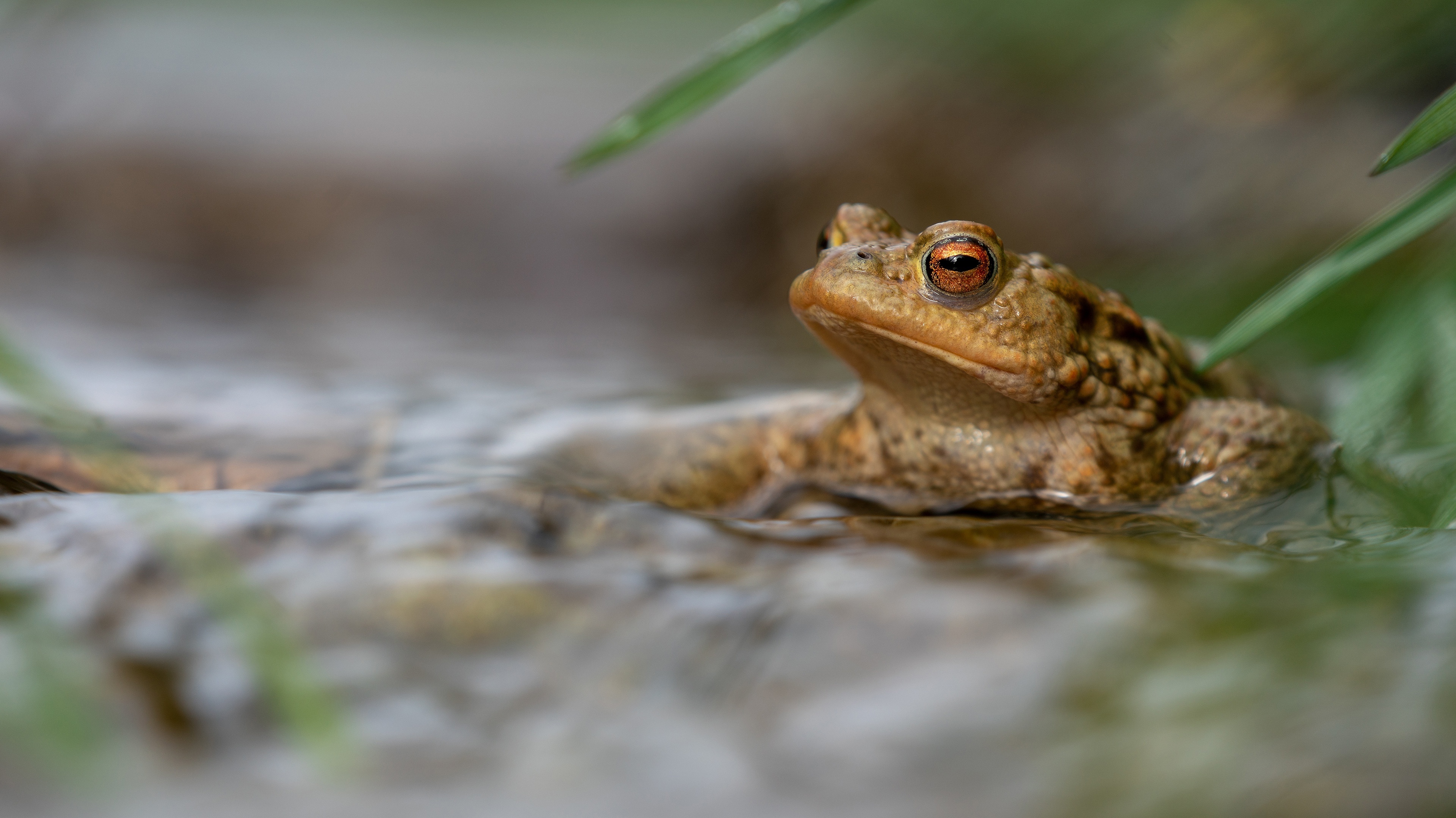 Toad wallpapers, Exquisite collection, Toad species, Nature's symmetry, 3840x2160 4K Desktop