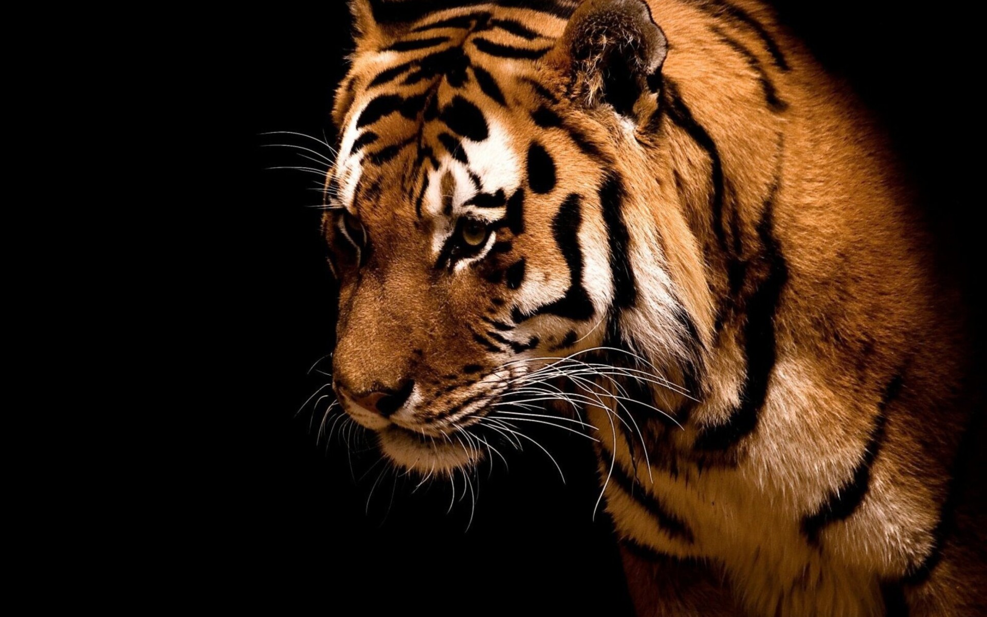 Widescreen tiger splendor, Immersive tiger visuals, 1920x1200 HD Desktop