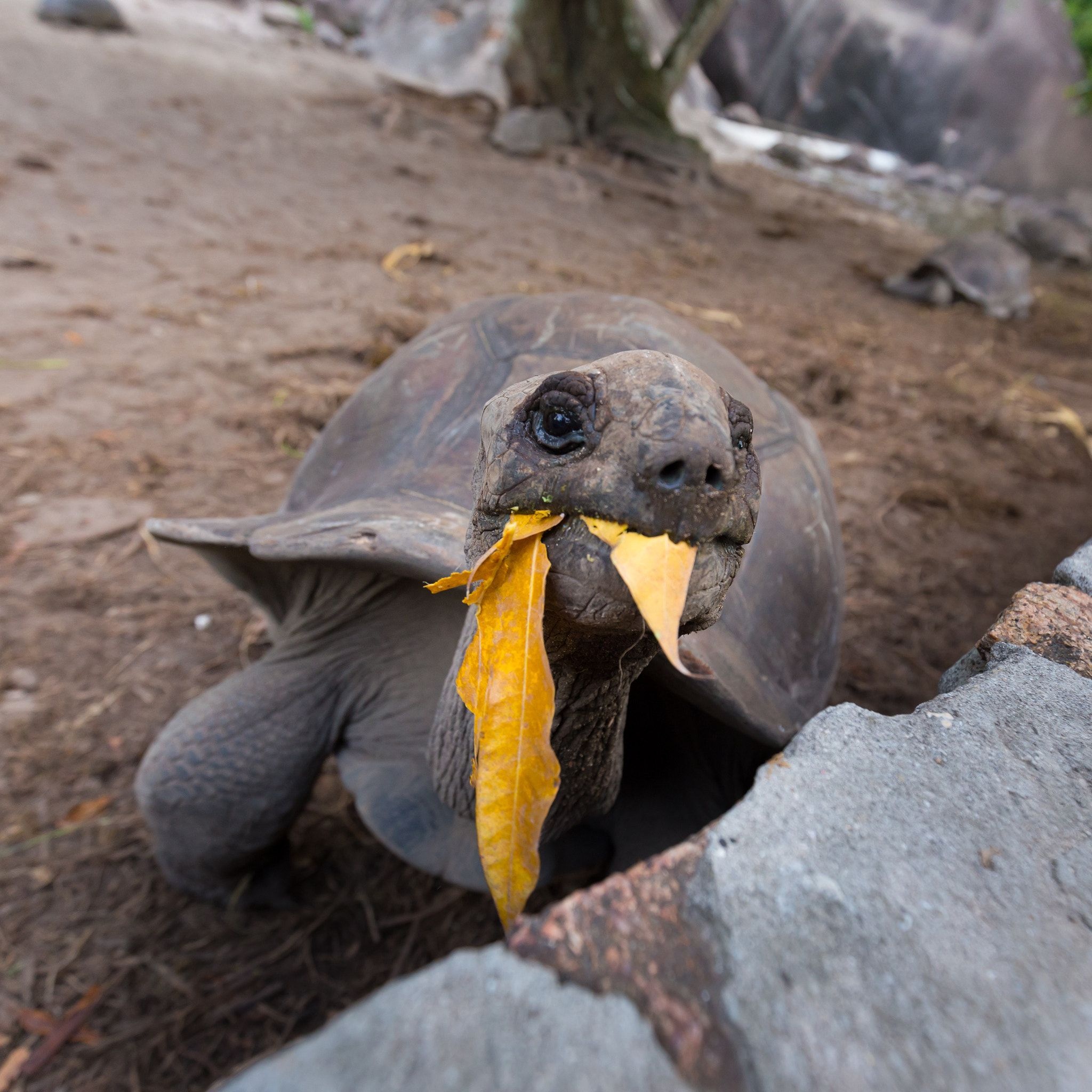 Eating, Aldabra Giant Tortoise Wallpaper, 2050x2050 HD Phone