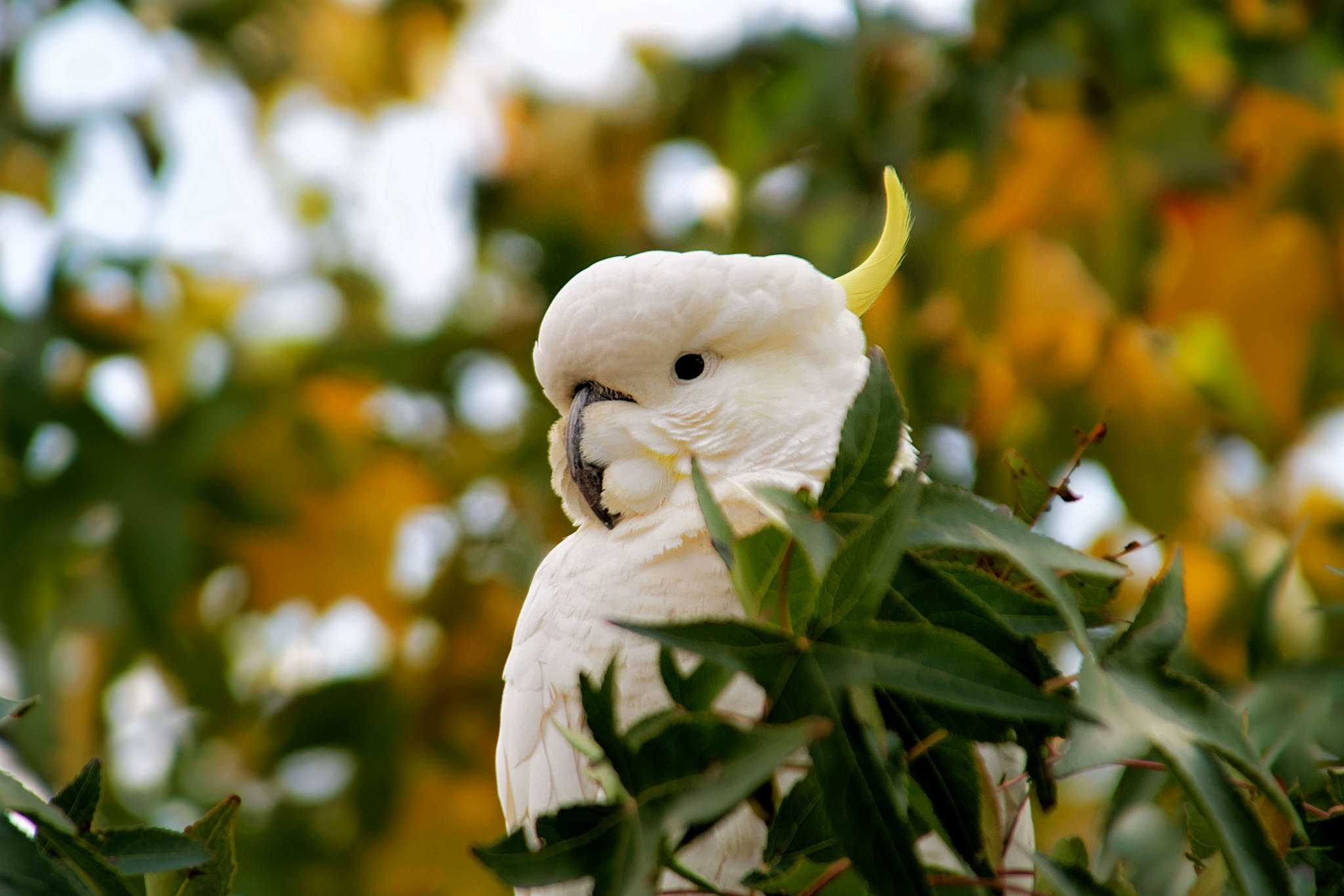 Cockatoo beauty, High-definition wallpapers, Graceful bird, 2050x1370 HD Desktop