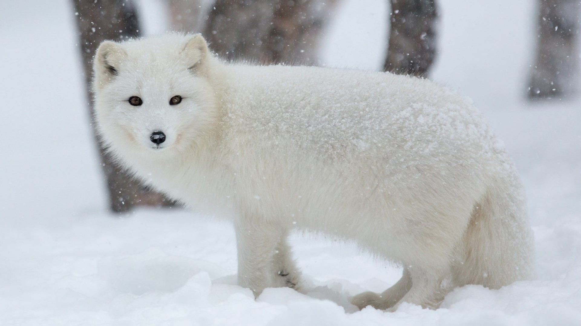 Arctic fox, Top wallpapers, Arctic beauty, Frozen landscapes, 1920x1080 Full HD Desktop