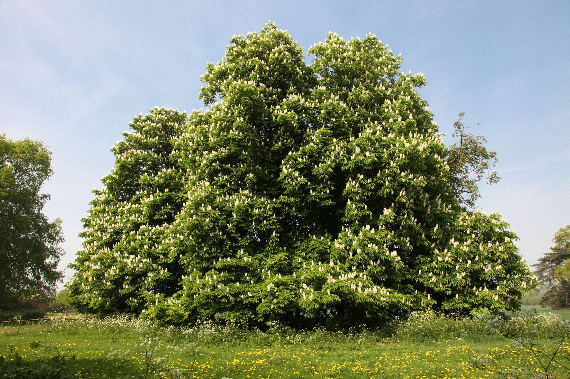 Chestnut Tree, Horse chestnut mystery, Ancient symbolism, Tree's legend, 2000x1340 HD Desktop