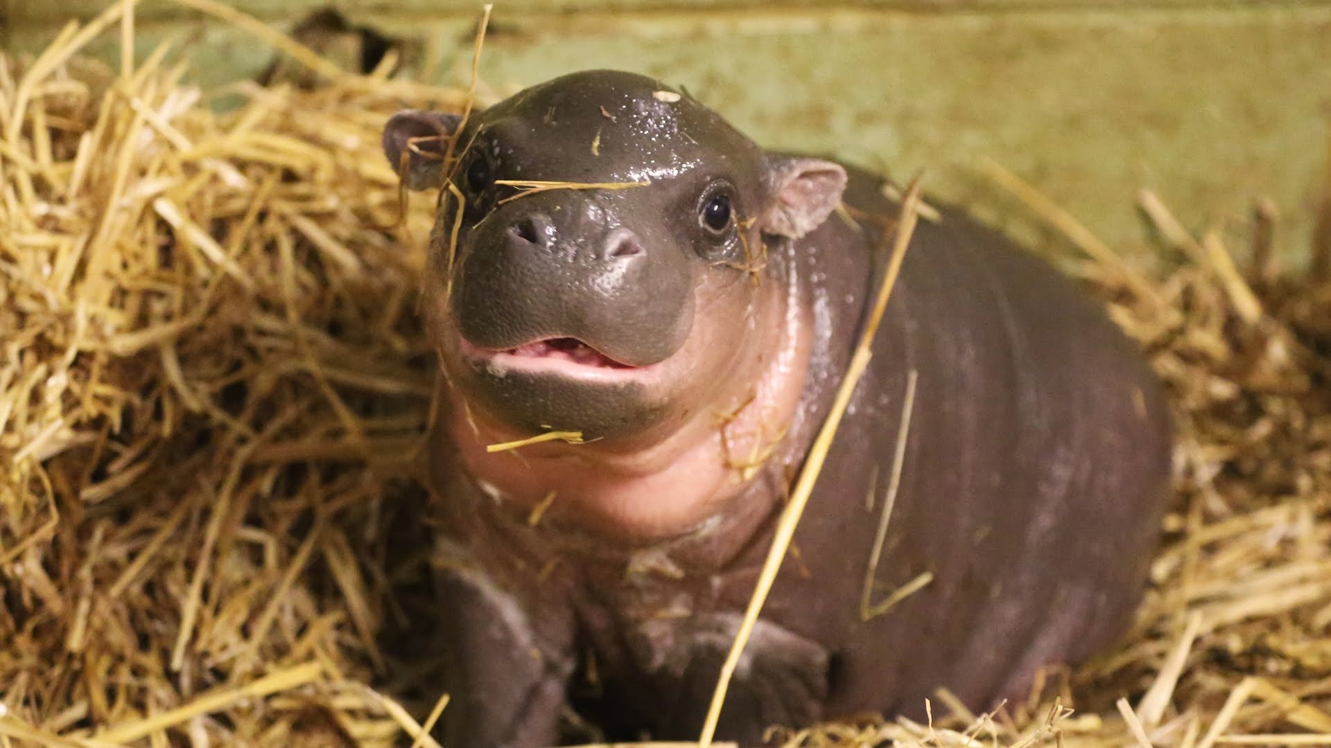 Newborn, Hippopotamus Wallpaper, 1920x1080 Full HD Desktop