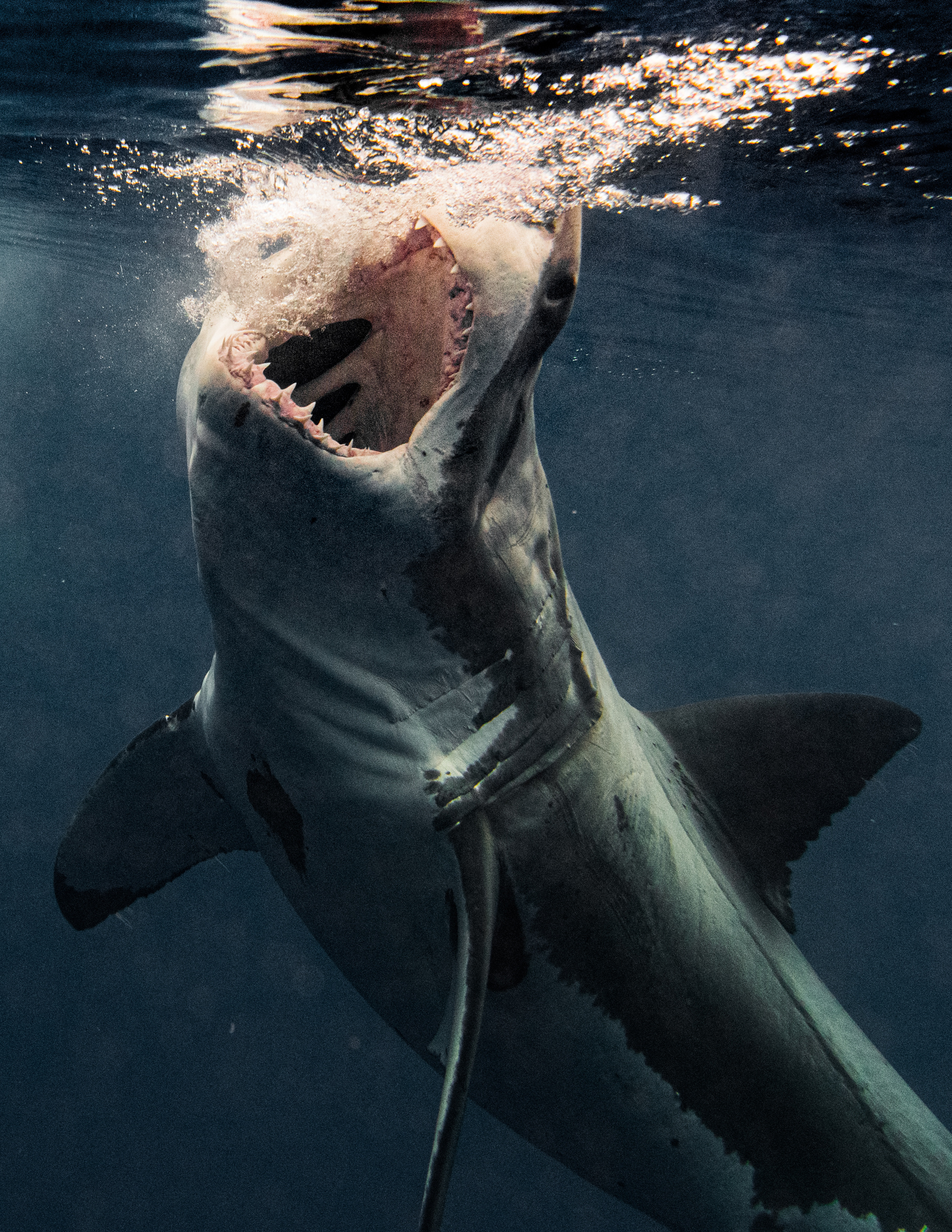 Monstrous great white, Razor sharp teeth, Brave photographer, Stunning snaps, 1940x2500 HD Phone