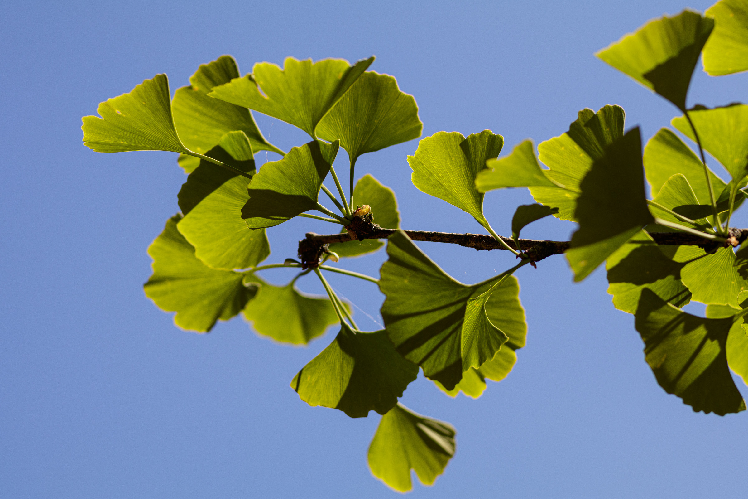 Ginkgo Biloba, Moritz Lhoest photography, Stunning captures, Nature's art, 2400x1600 HD Desktop