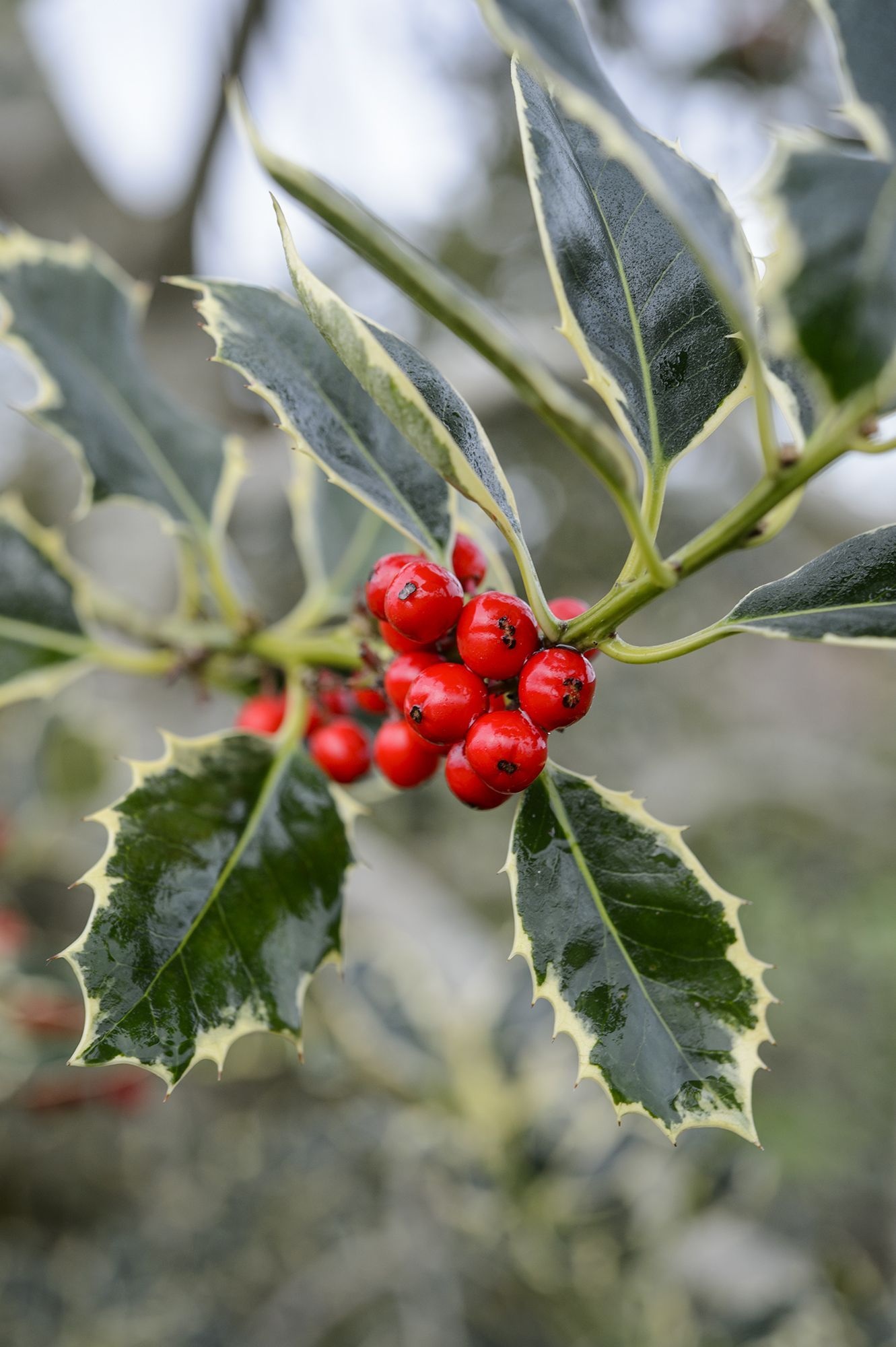 Holly Tree, Holly varieties, Holly flower, Versatile bush, 1340x2000 HD Phone