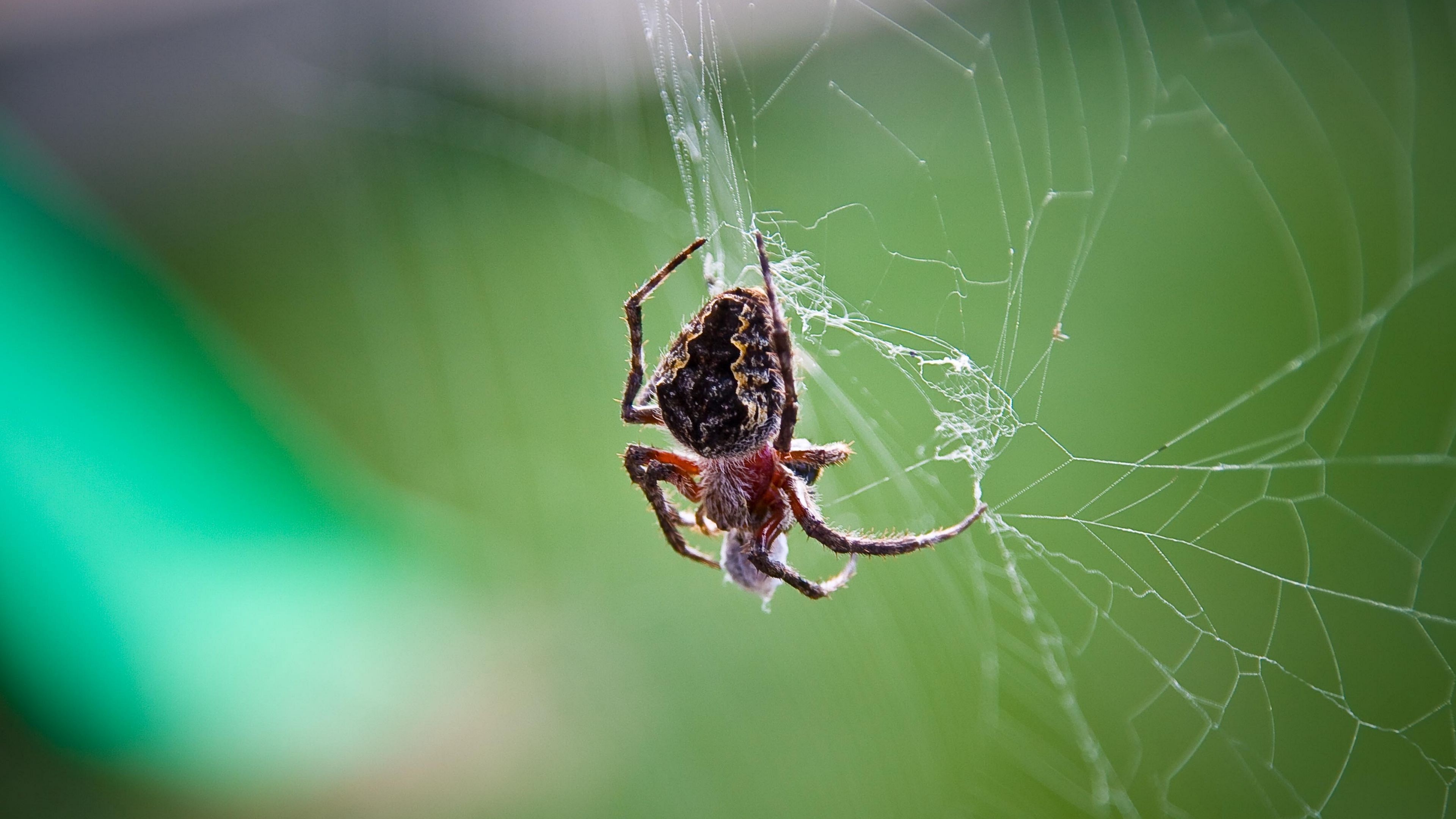 Spider web artistry, Technological marvels explored, Dark wallpaper magic, Intriguing visuals, 3840x2160 4K Desktop