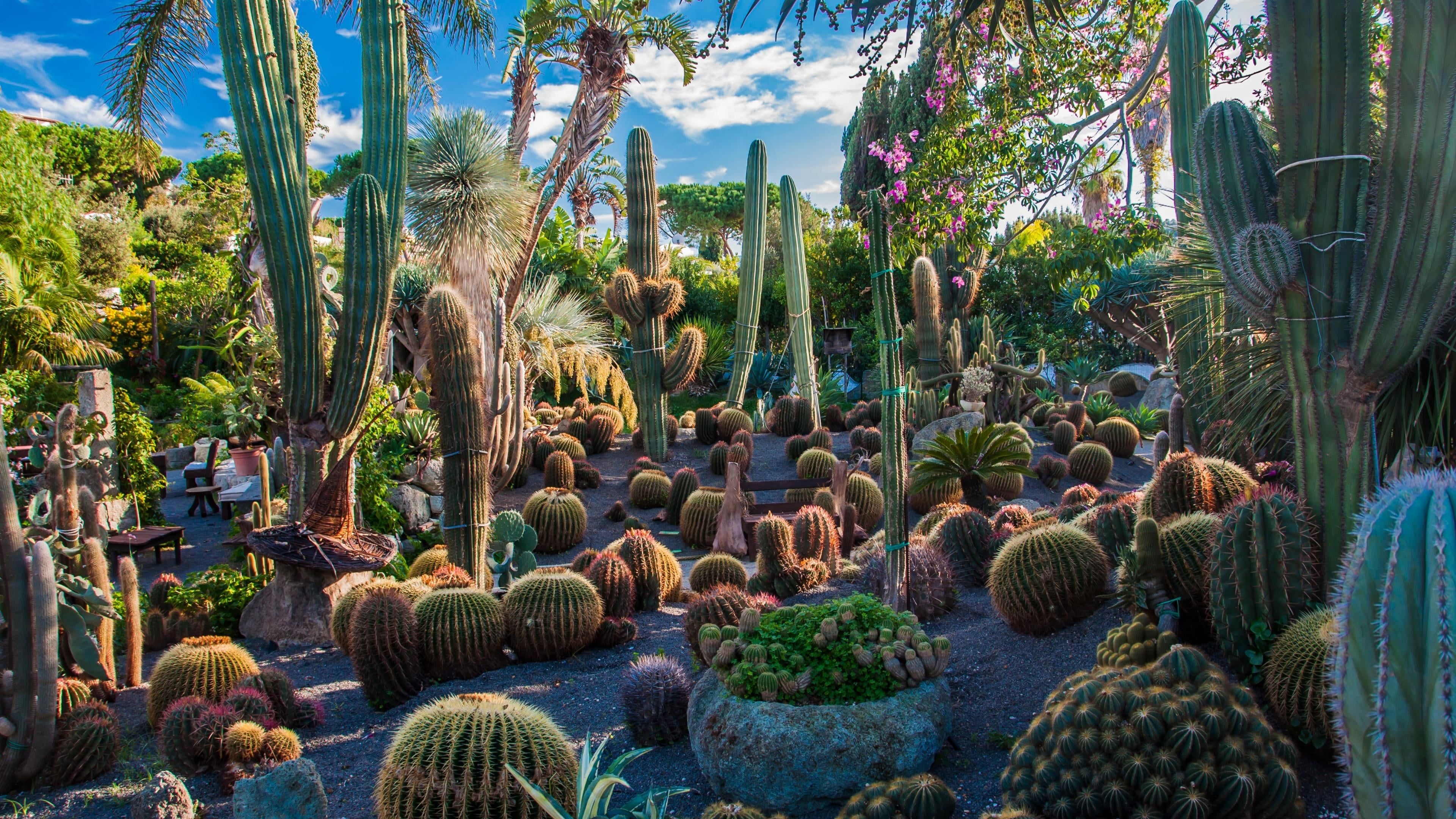 Garden, Cactus Wallpaper, 3840x2160 4K Desktop