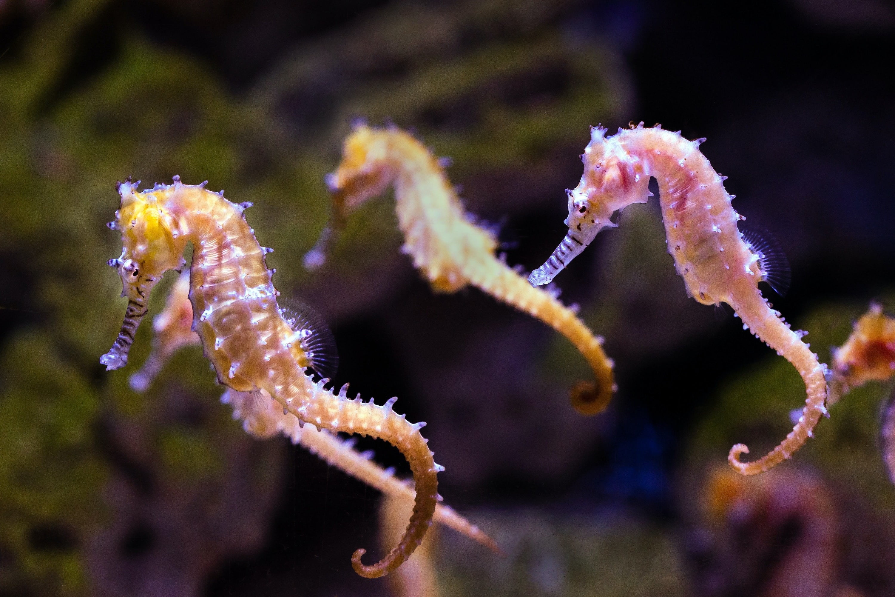 Seahorse, Considerations before buying, PawTracks, Animals, 3000x2000 HD Desktop