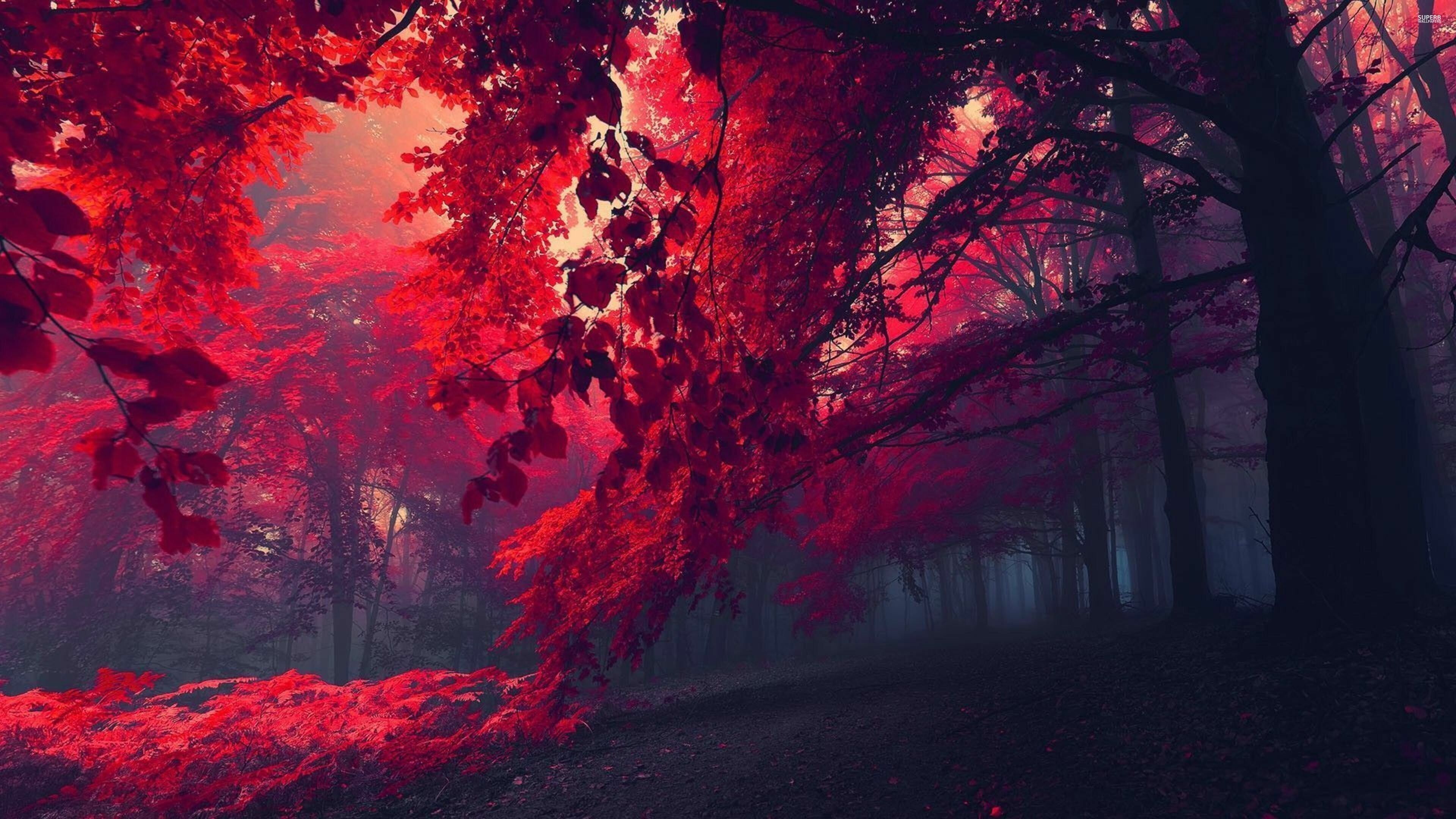 Red forest, Trees Wallpaper, 3840x2160 4K Desktop