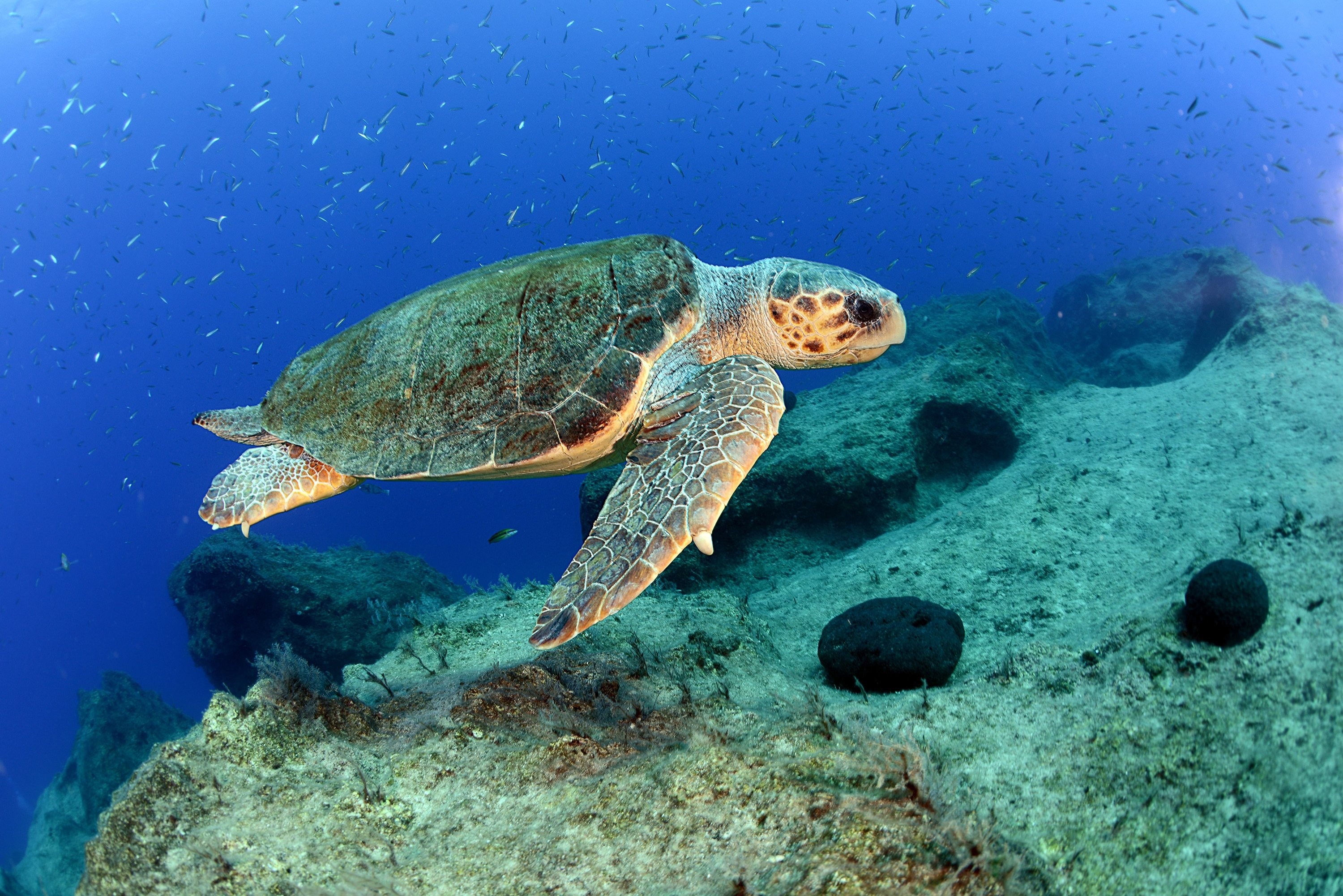 Caretta caretta, Sea Turtles Wallpaper, 3000x2010 HD Desktop