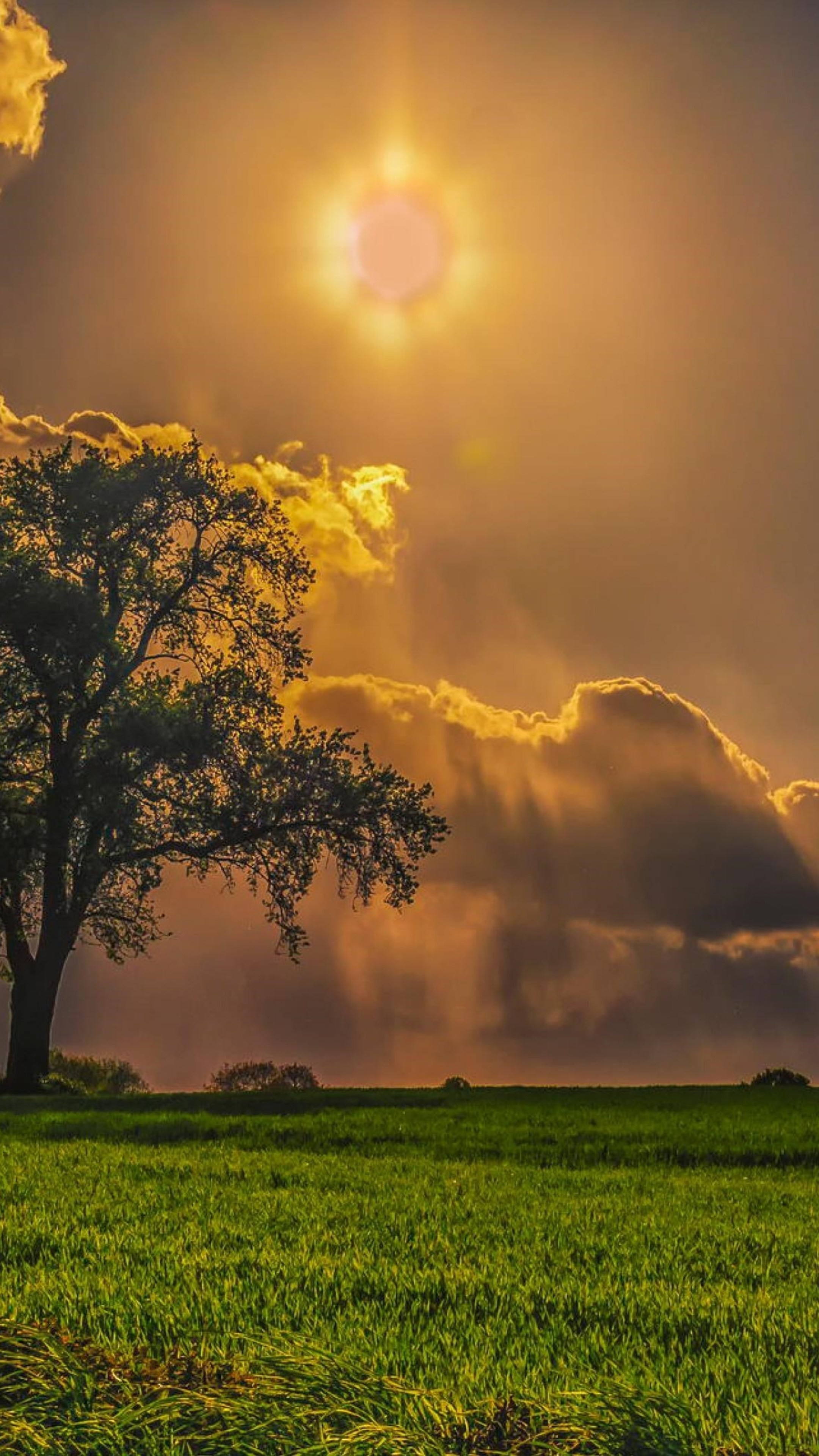 Field with trees, Nature's embrace, Tranquil environment, Scenic beauty, 2160x3840 4K Phone