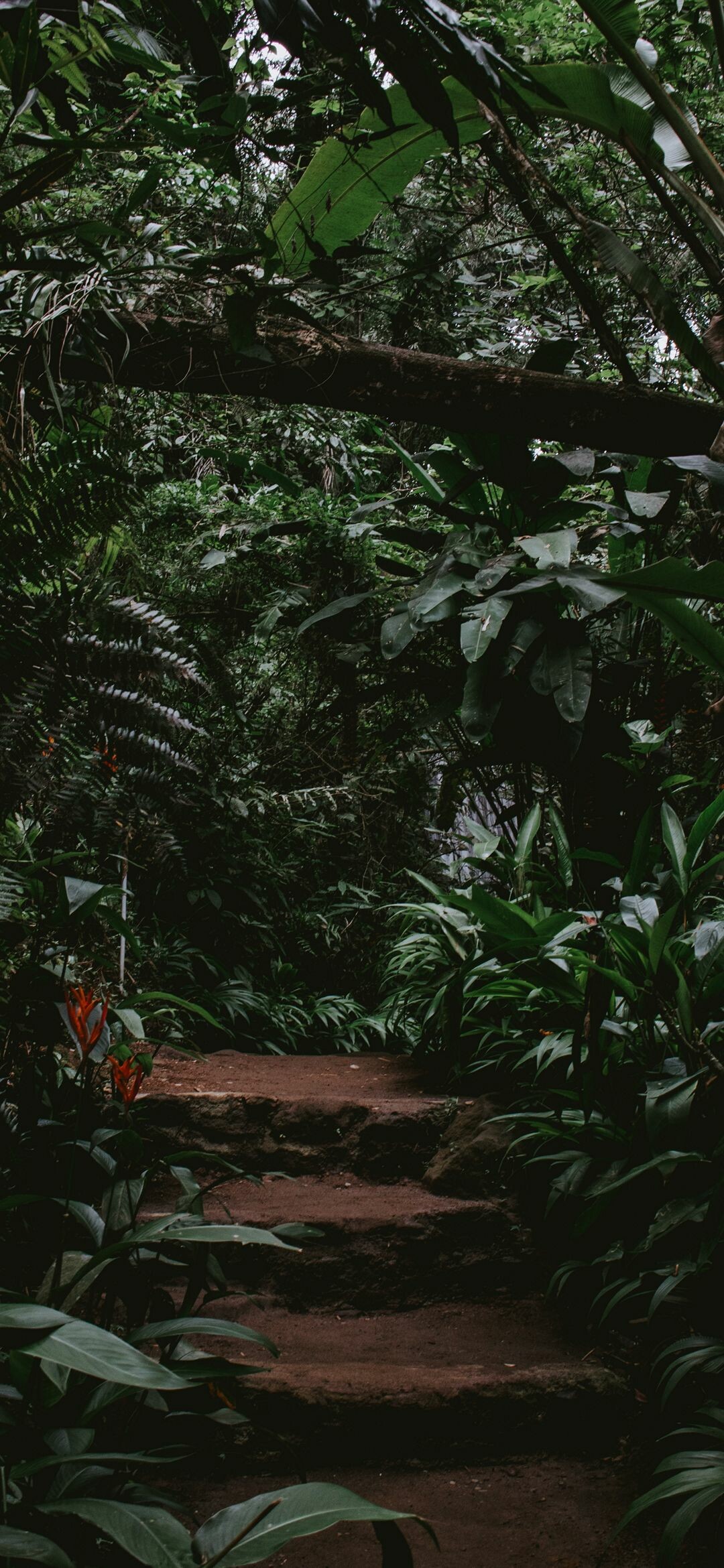 Steps, Jungles Wallpaper, 1080x2340 HD Phone