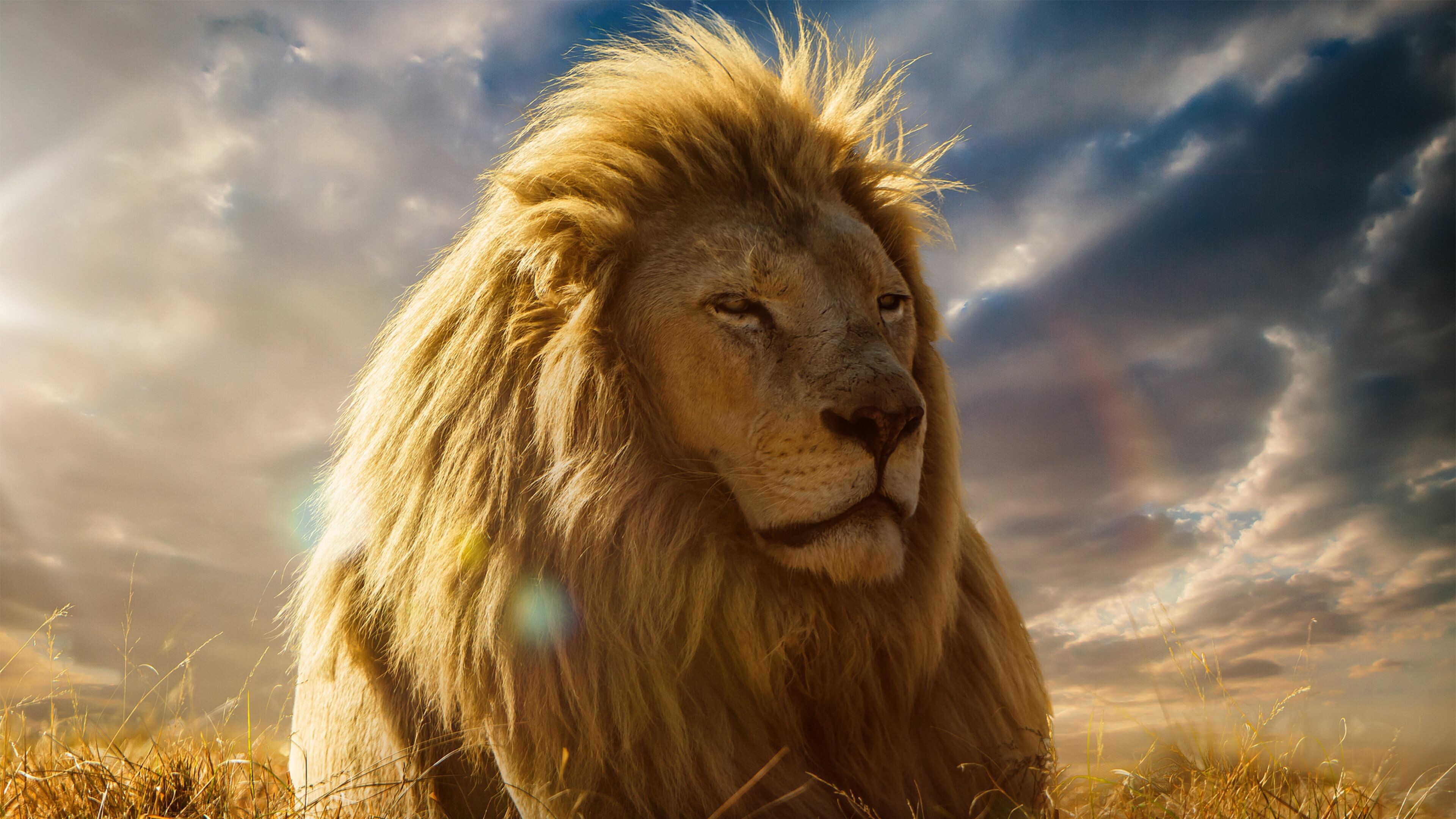 Ultra HD lion beauty, Captivating lion imagery, 3840x2160 4K Desktop