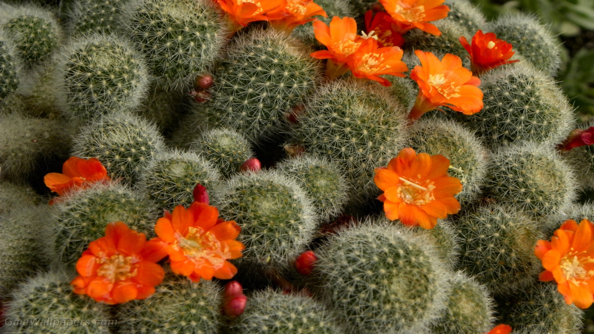 Aylostera, Cactus Wallpaper, 1920x1080 Full HD Desktop