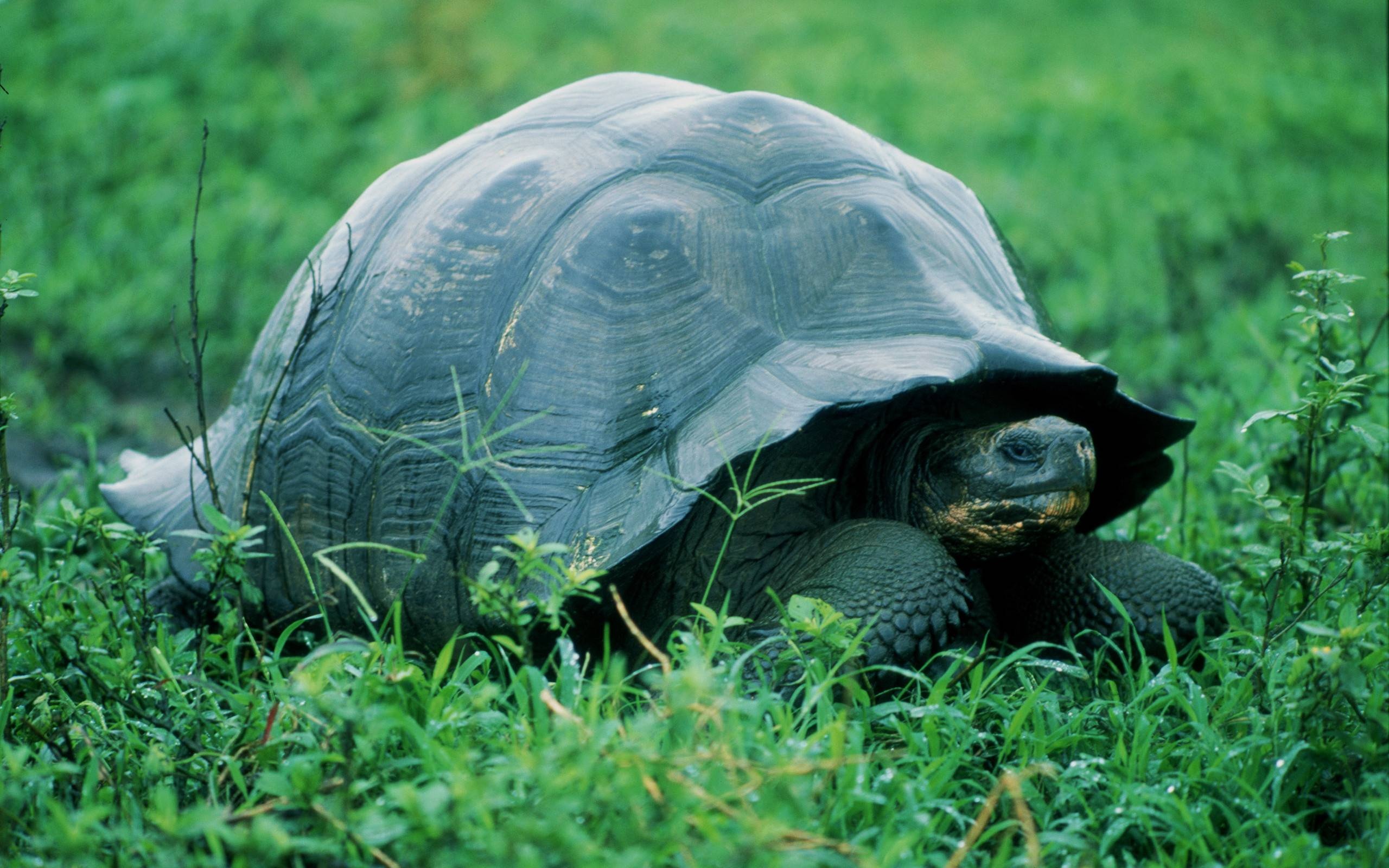 Chelonoidis niger, Turtles Wallpaper, 2560x1600 HD Desktop